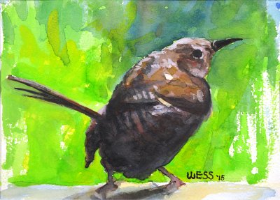 House Wren