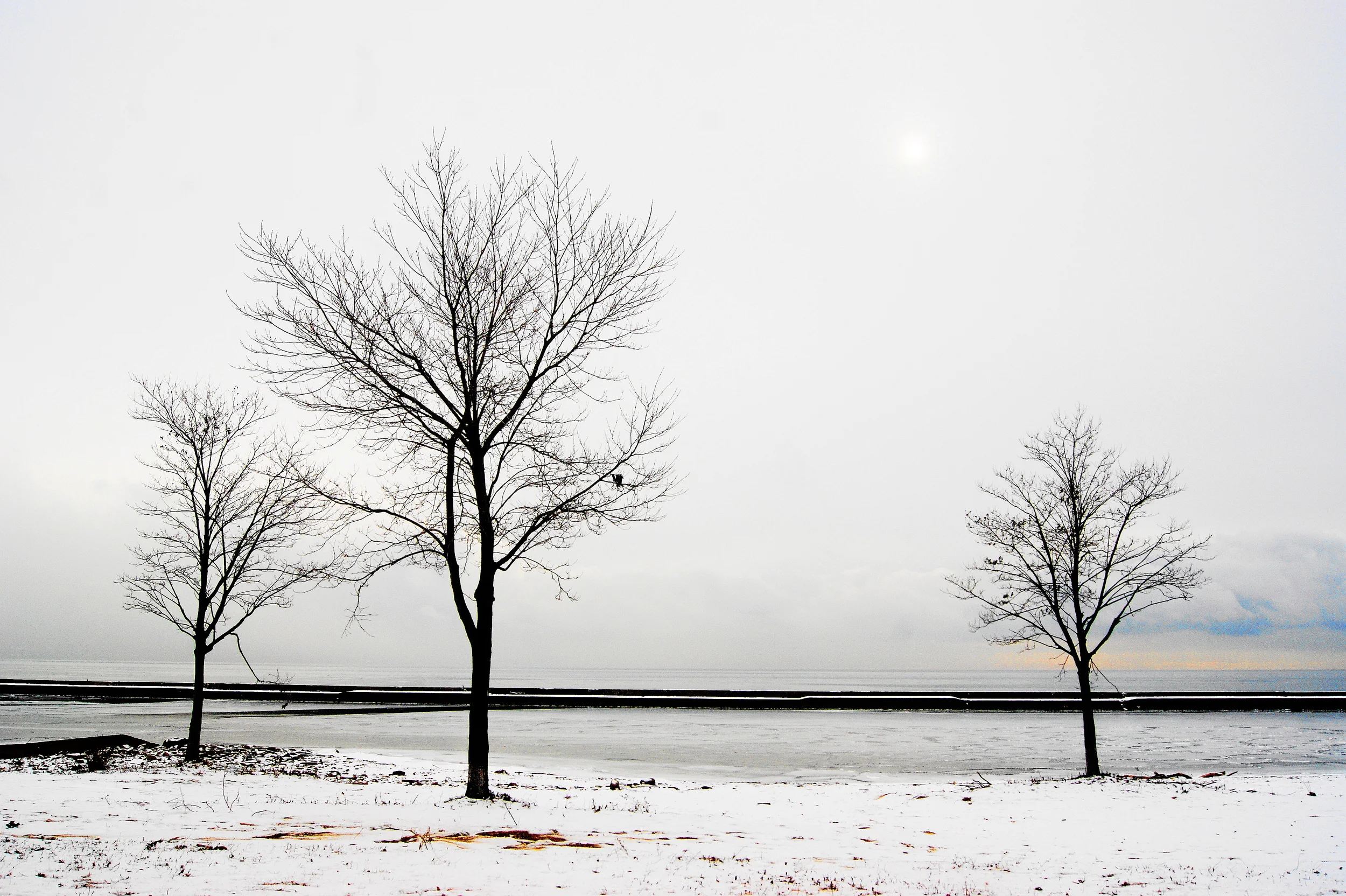 Three Trees on Lakeshore
