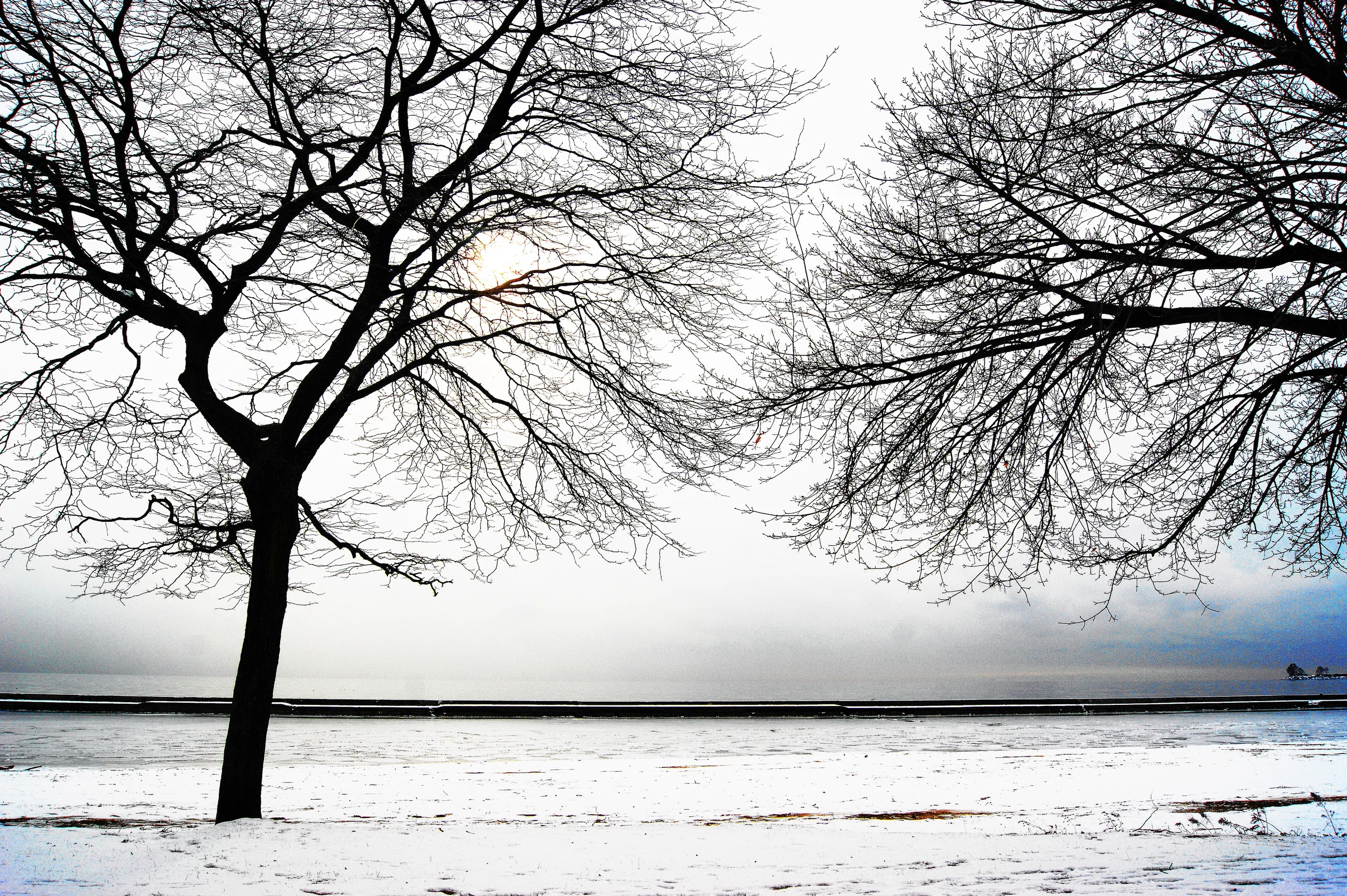Lakeshore Trees
