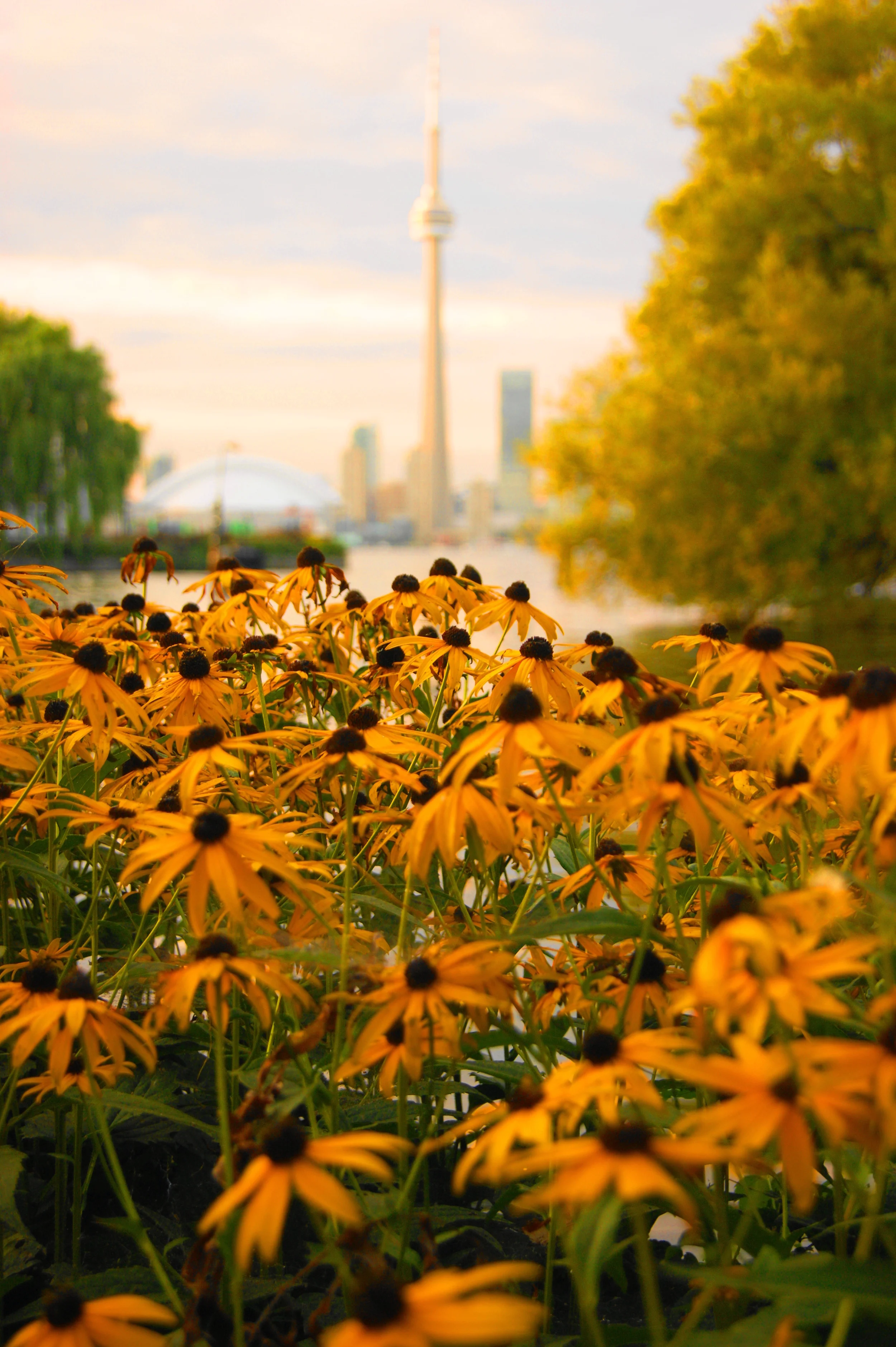 Toronto Islands Flowers