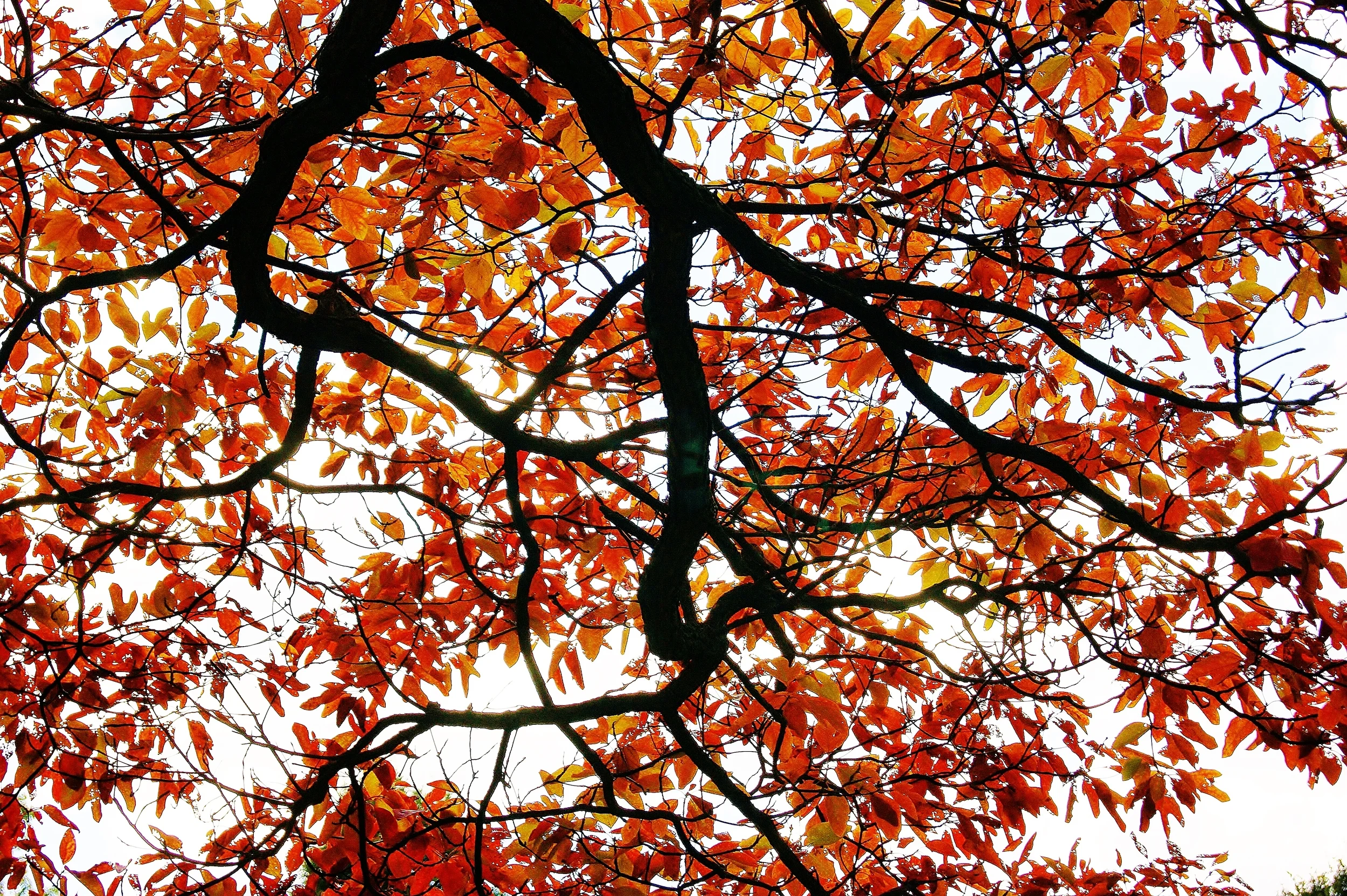 High Park Leaves