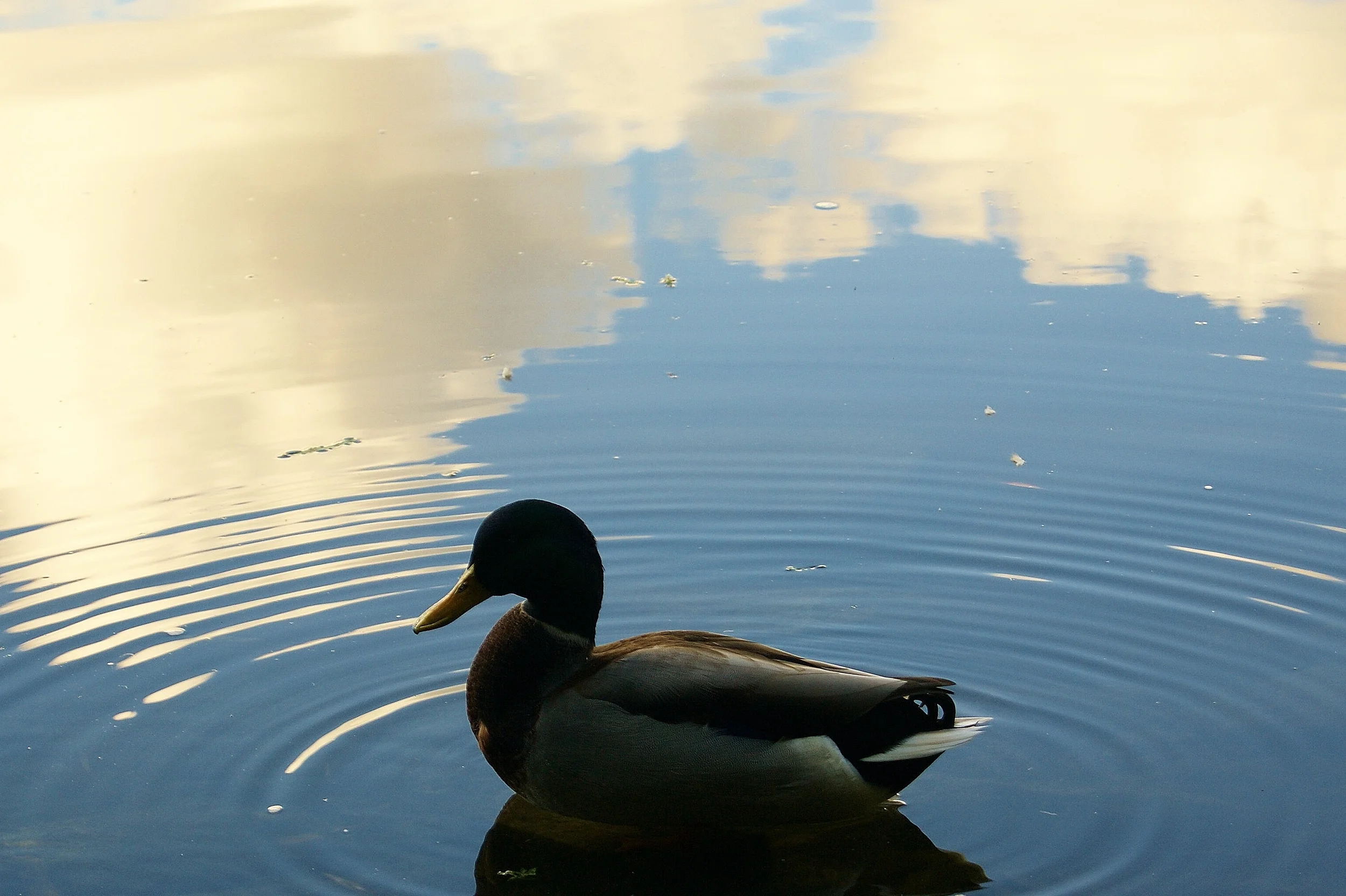Grenadier Pond Duck