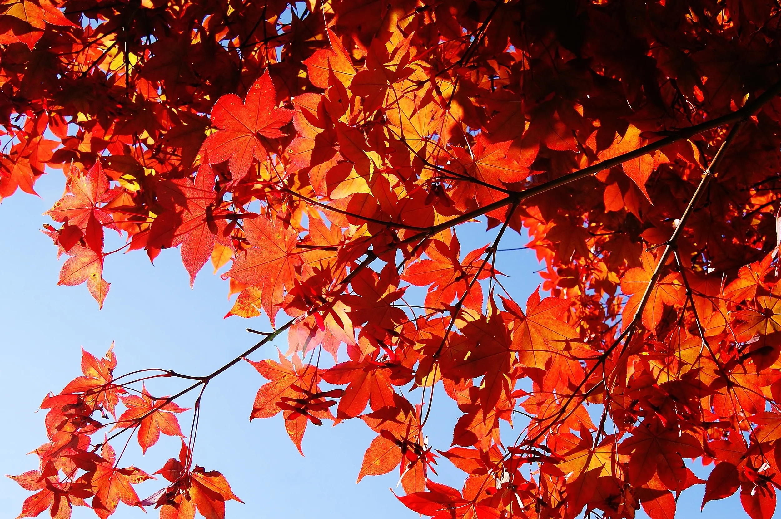 Sunshine Leaves