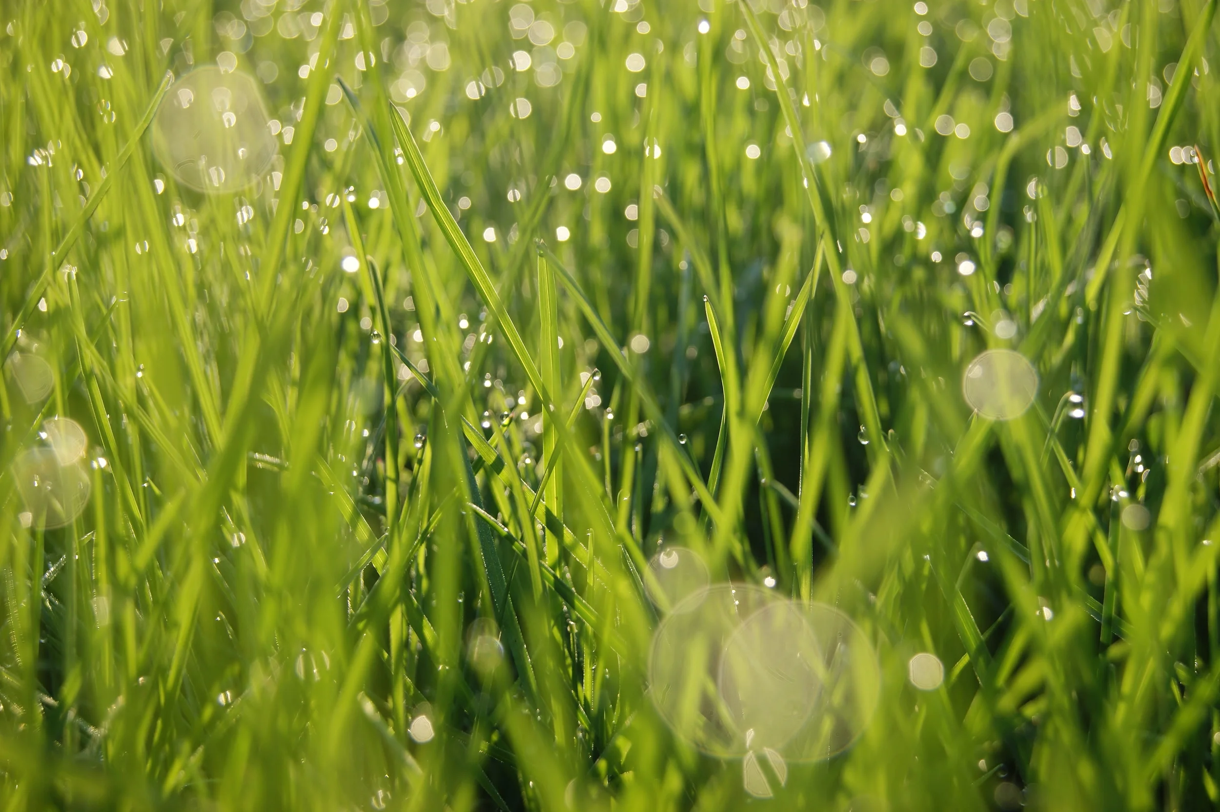 Dewdrops on Grass