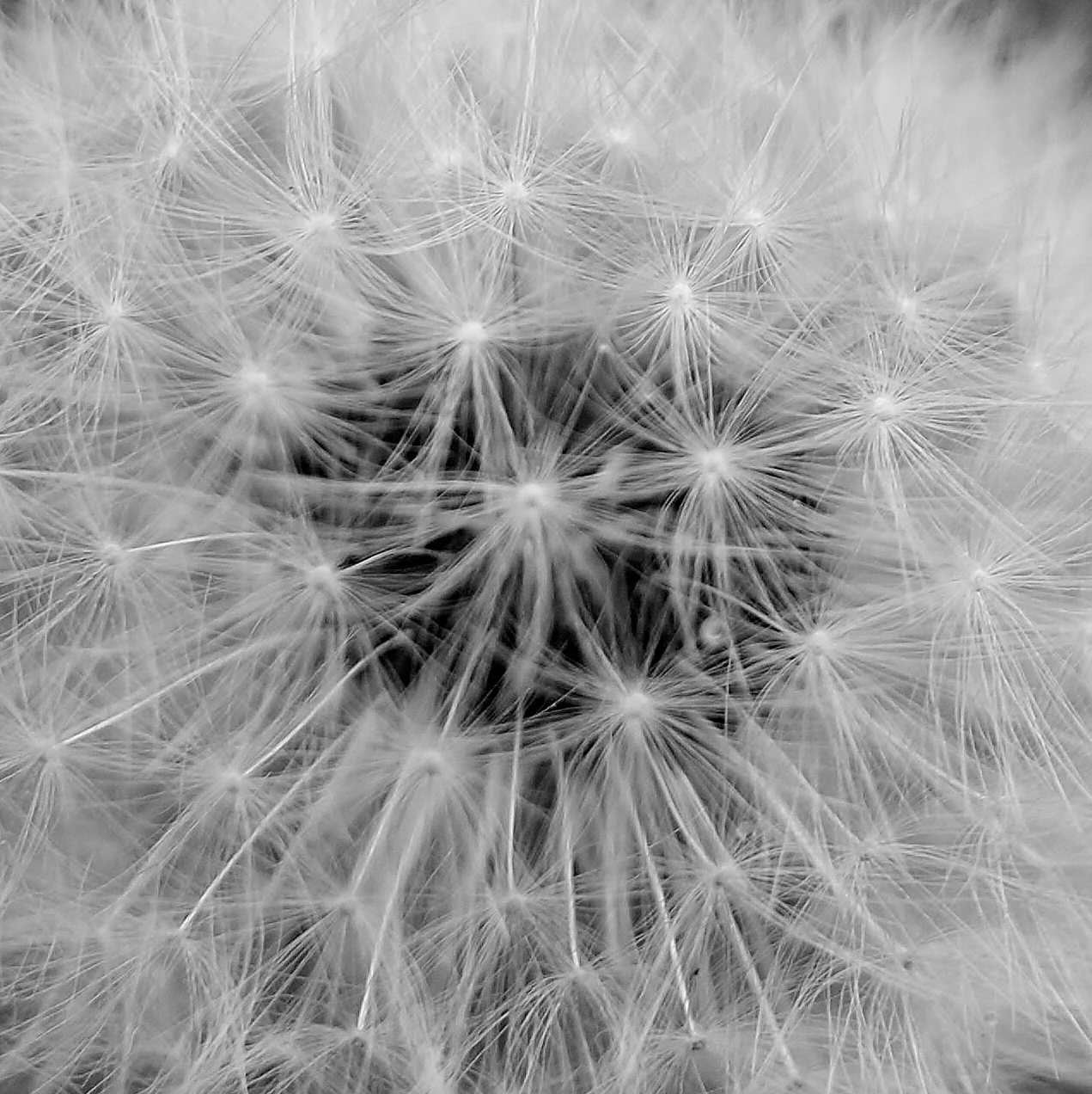 Dandelion Detail