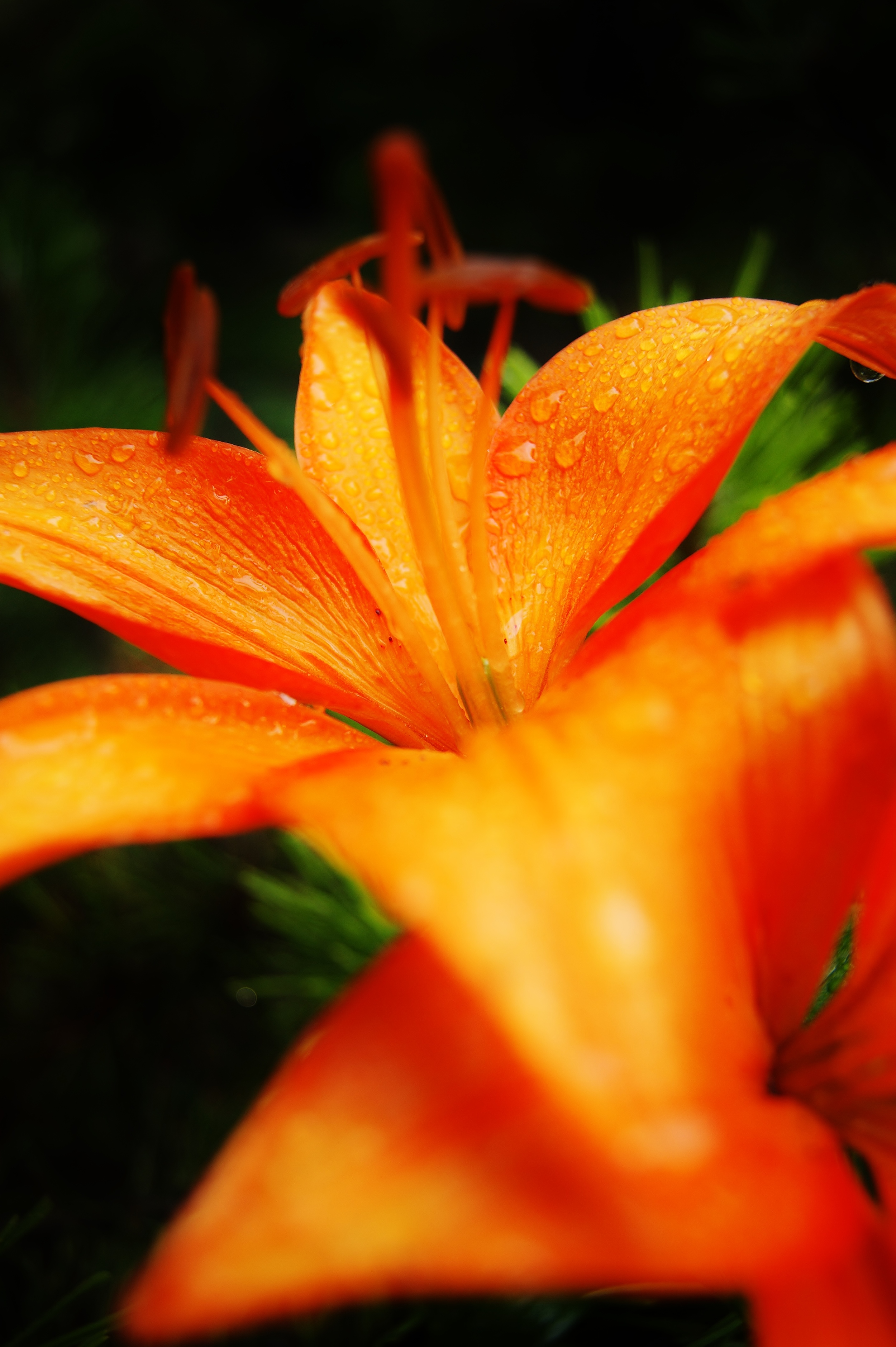 Lily Bokeh