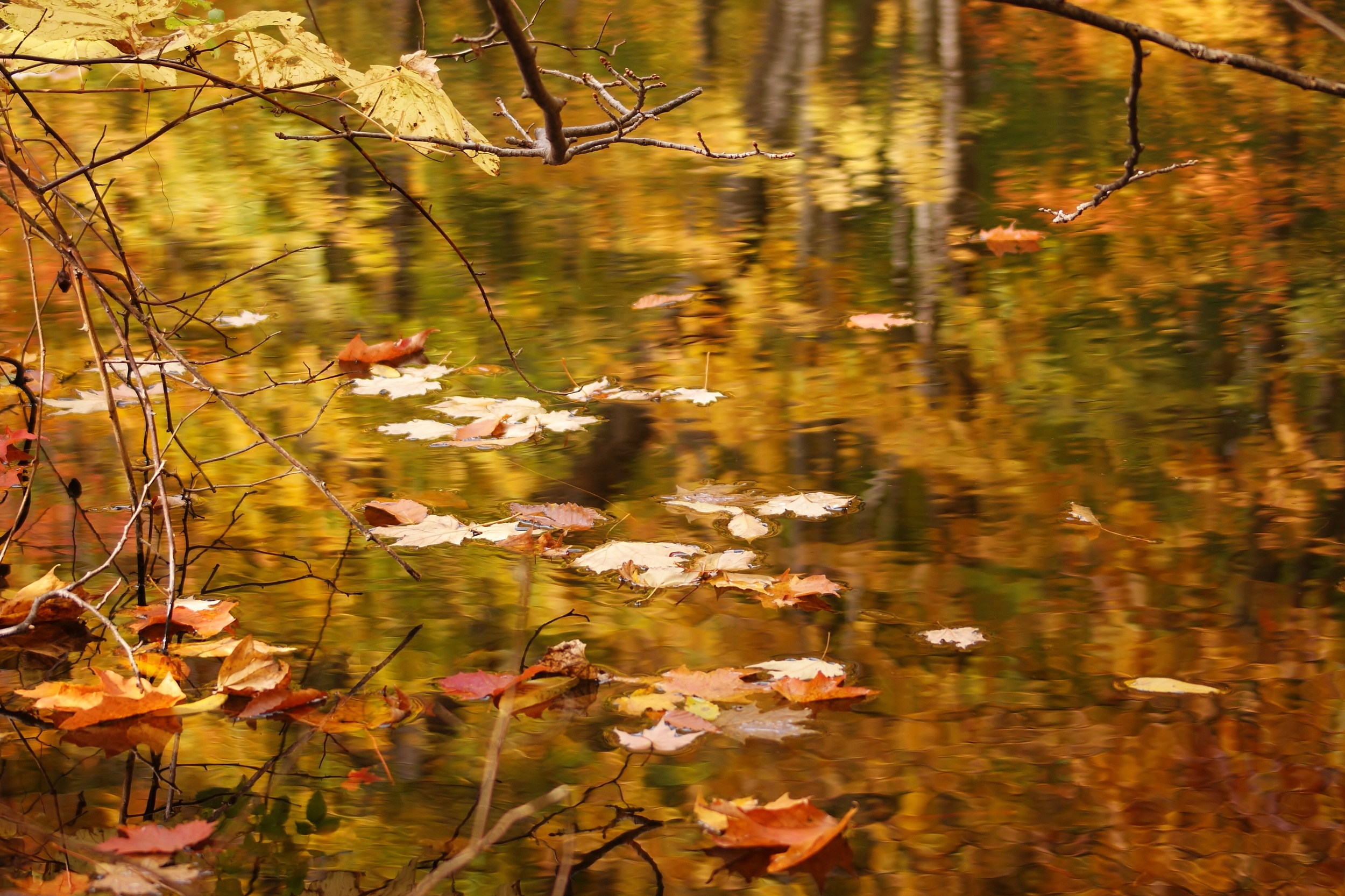 Fall Colour Reflections