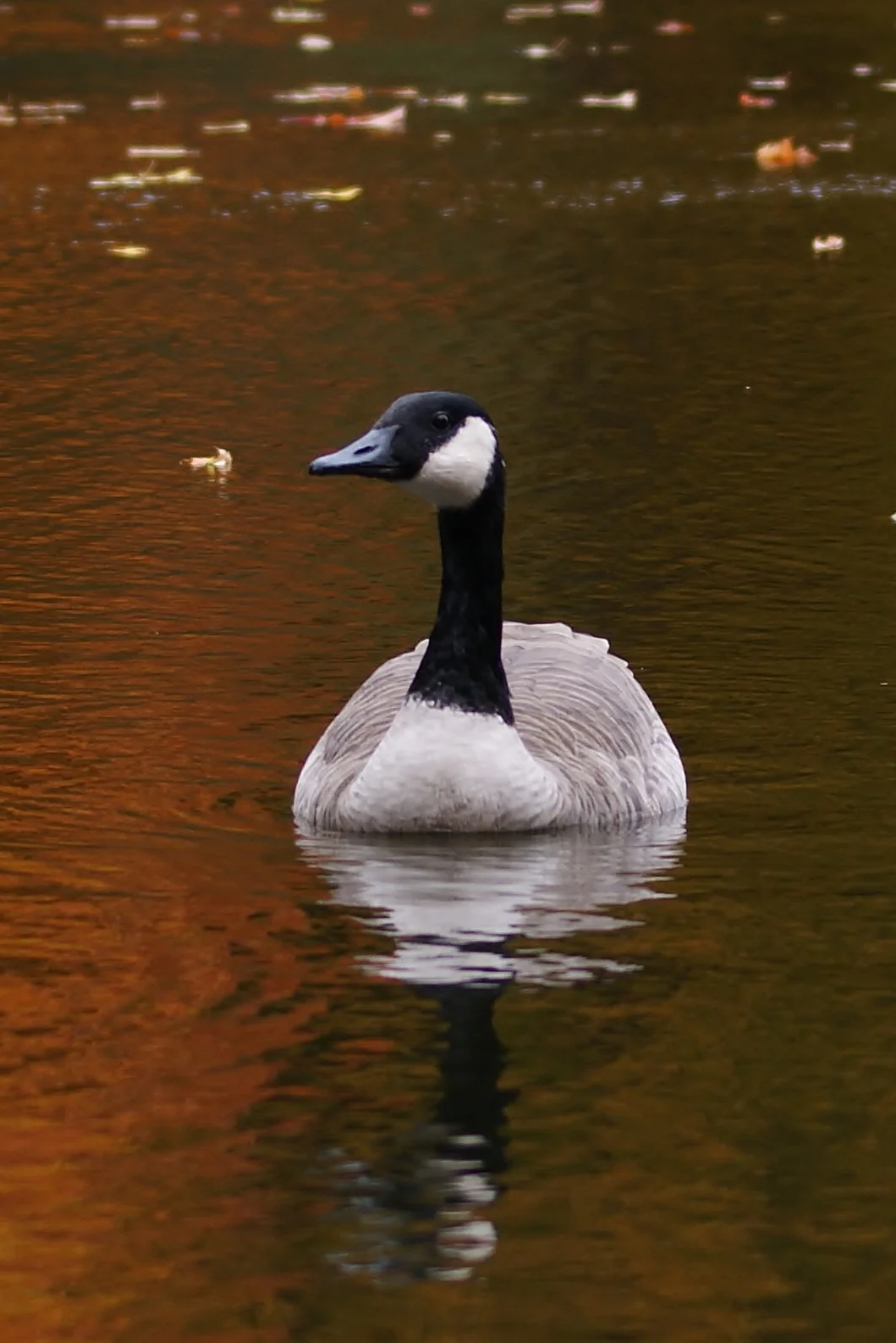 Canada Geese Reflections Portrait