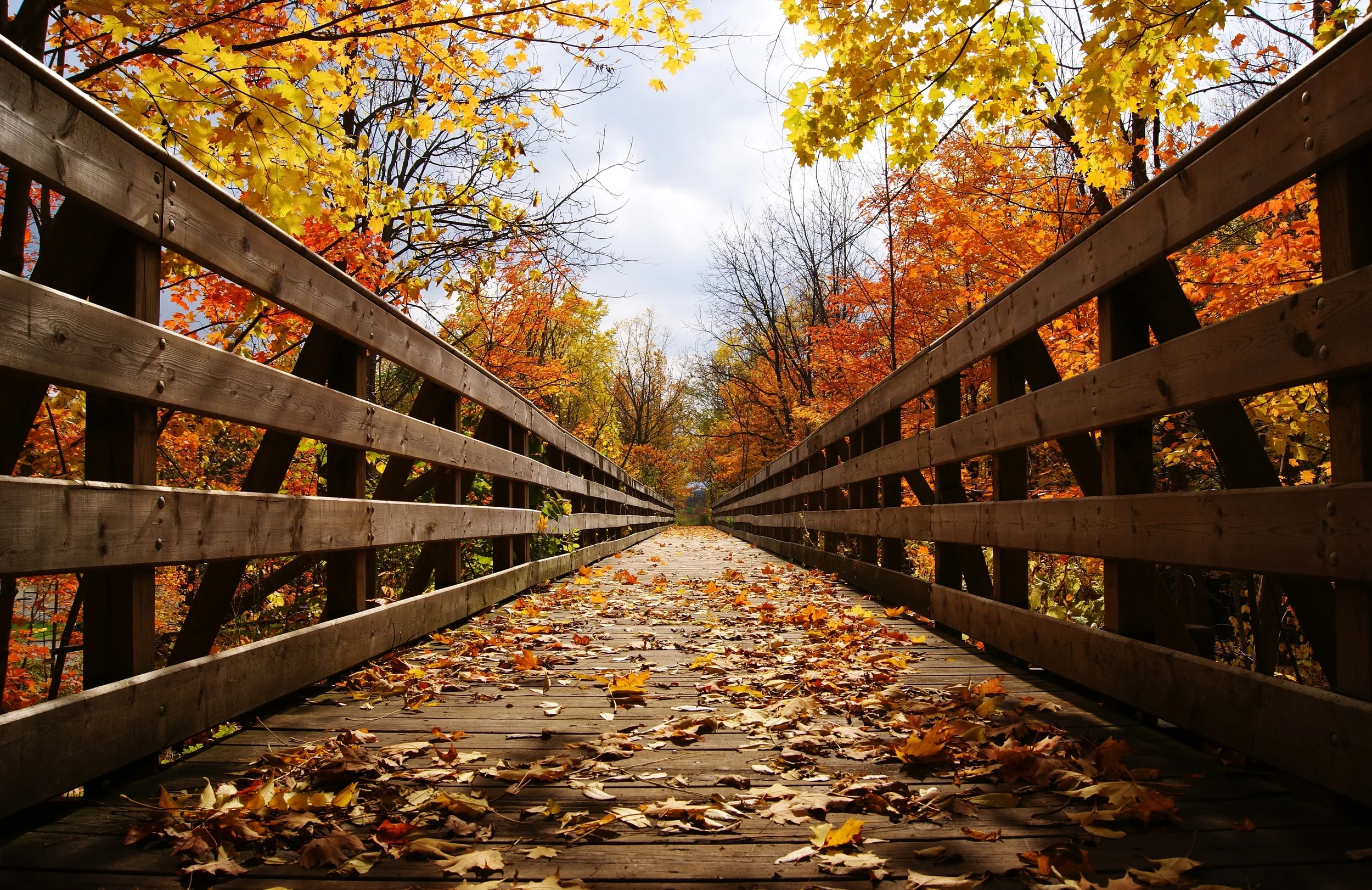 Fall Colours Vanishing Point