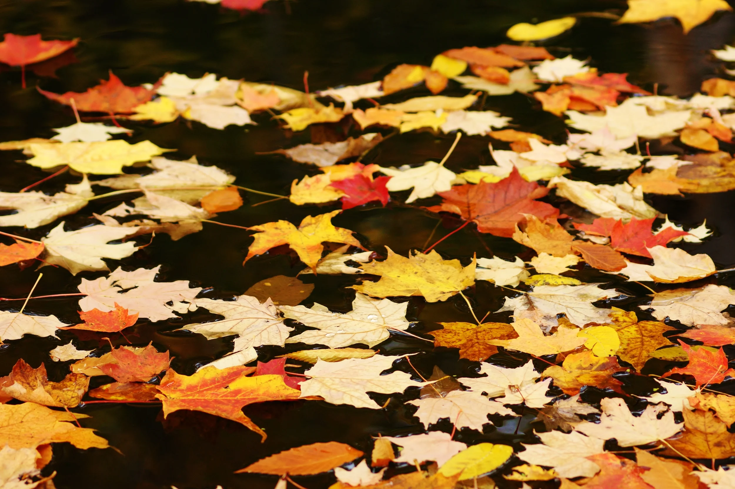 Leaves on Water