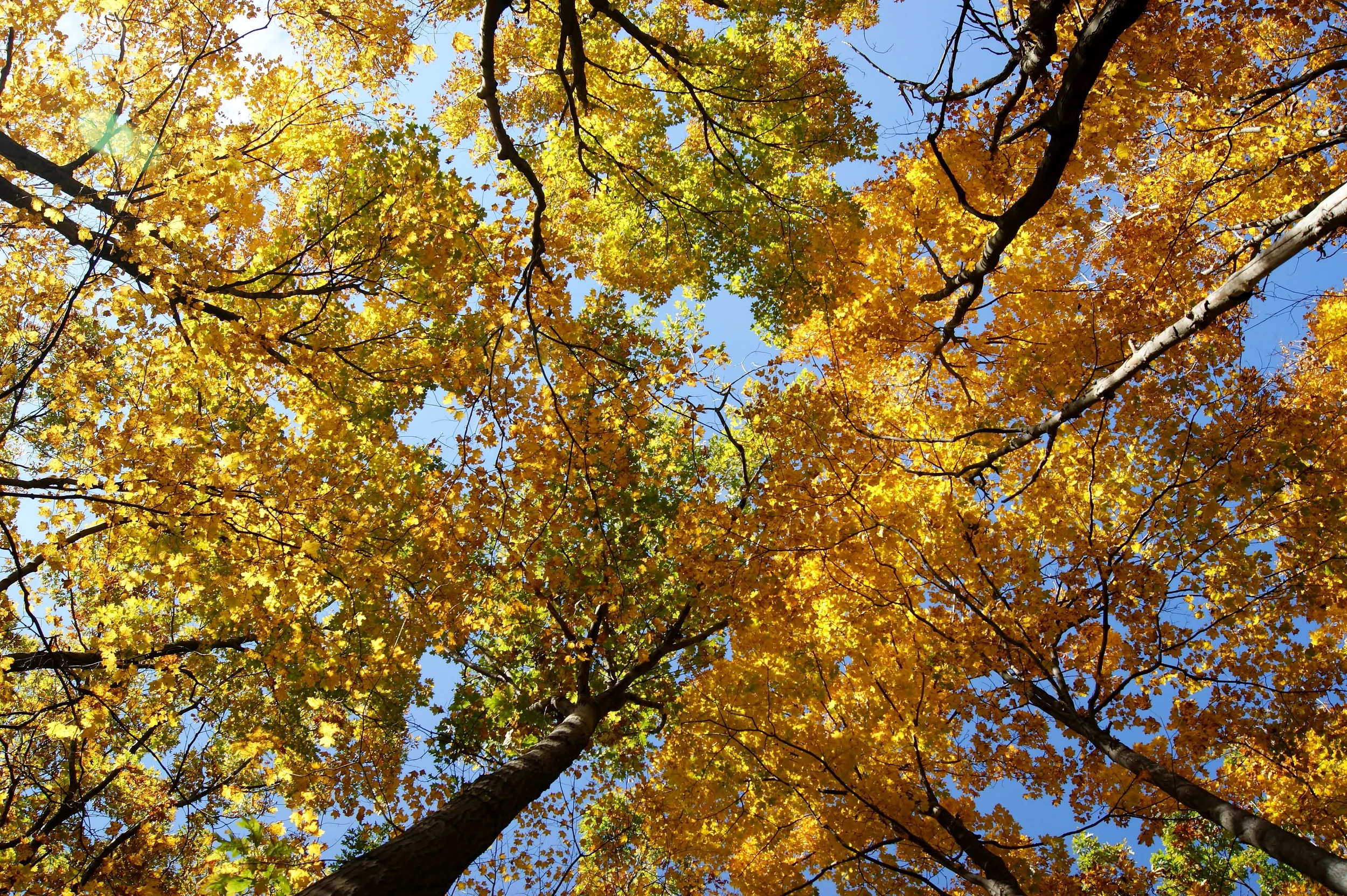 The Place in the Woods Fall Colours