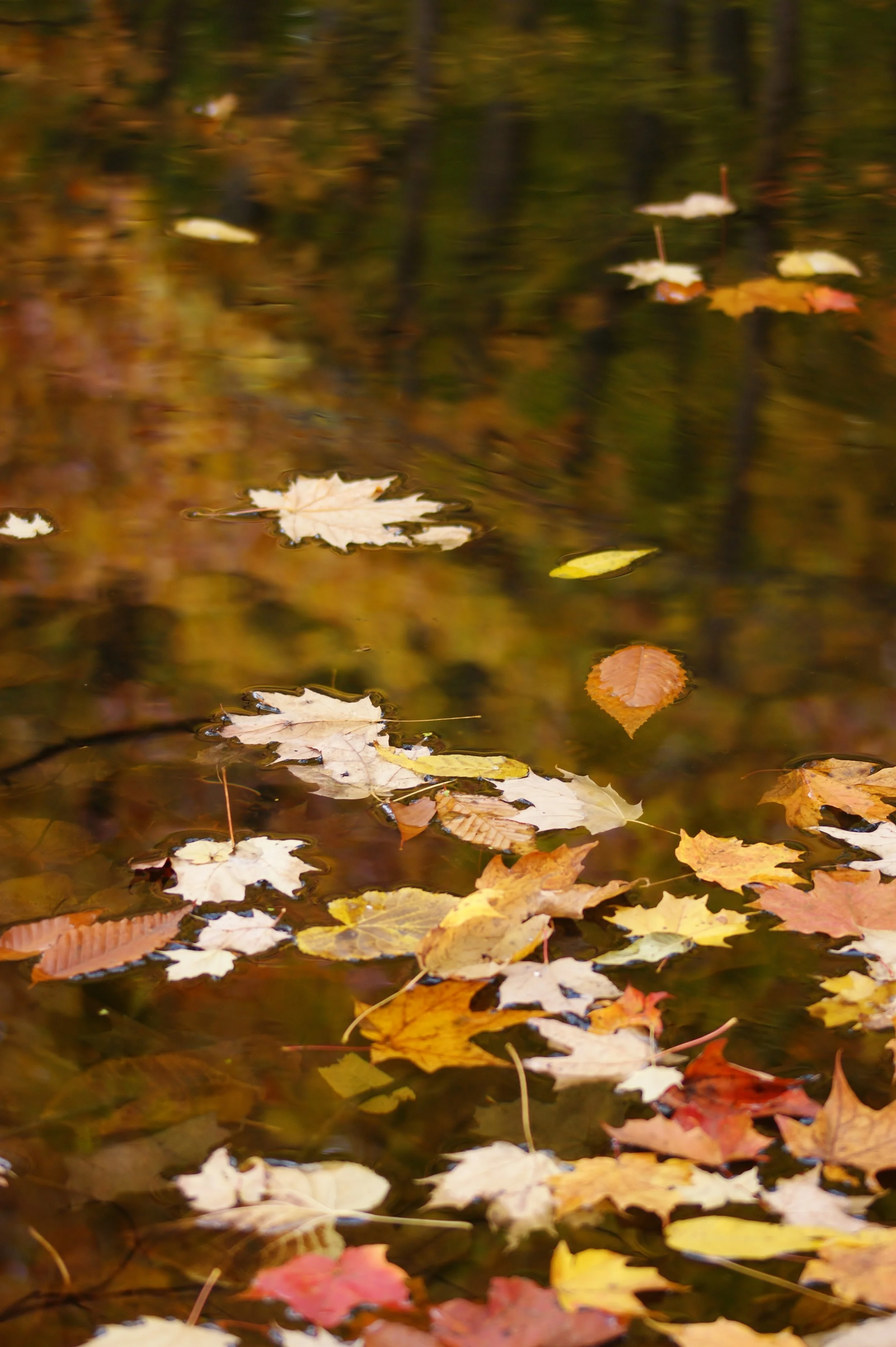 Leaves on Water 3