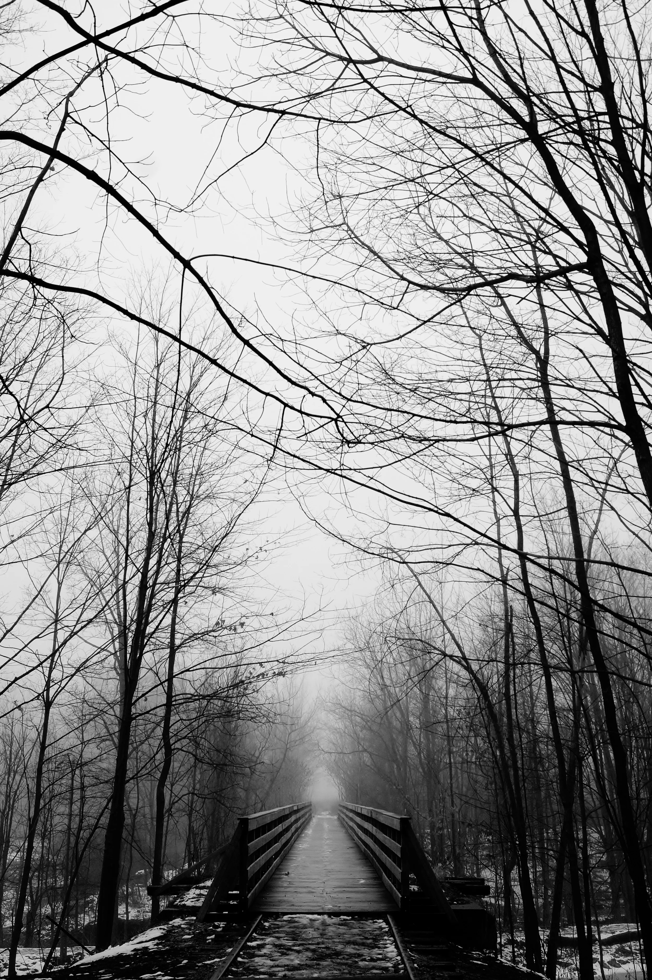 Into the Woods...