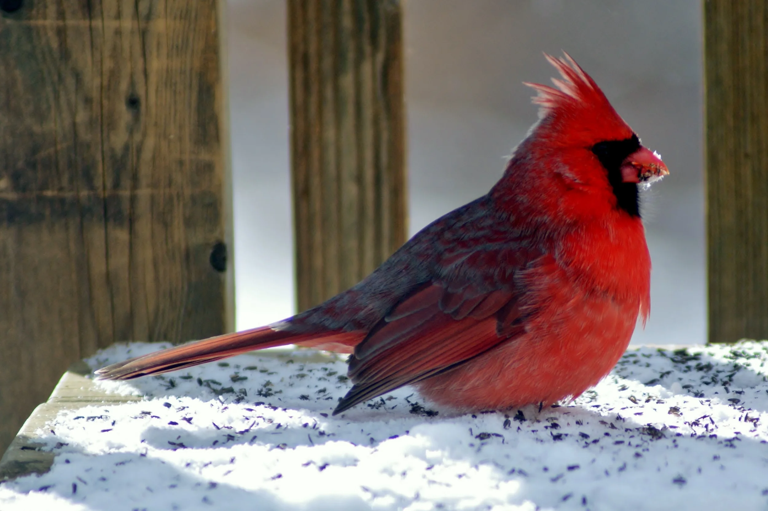 Red Cardinal