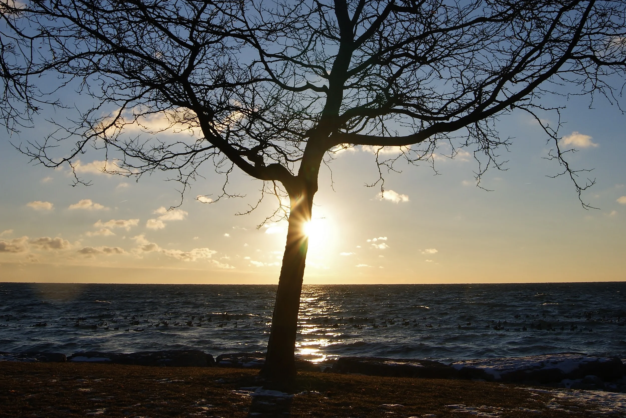 Lakeshore Tree Sunrise Landscape