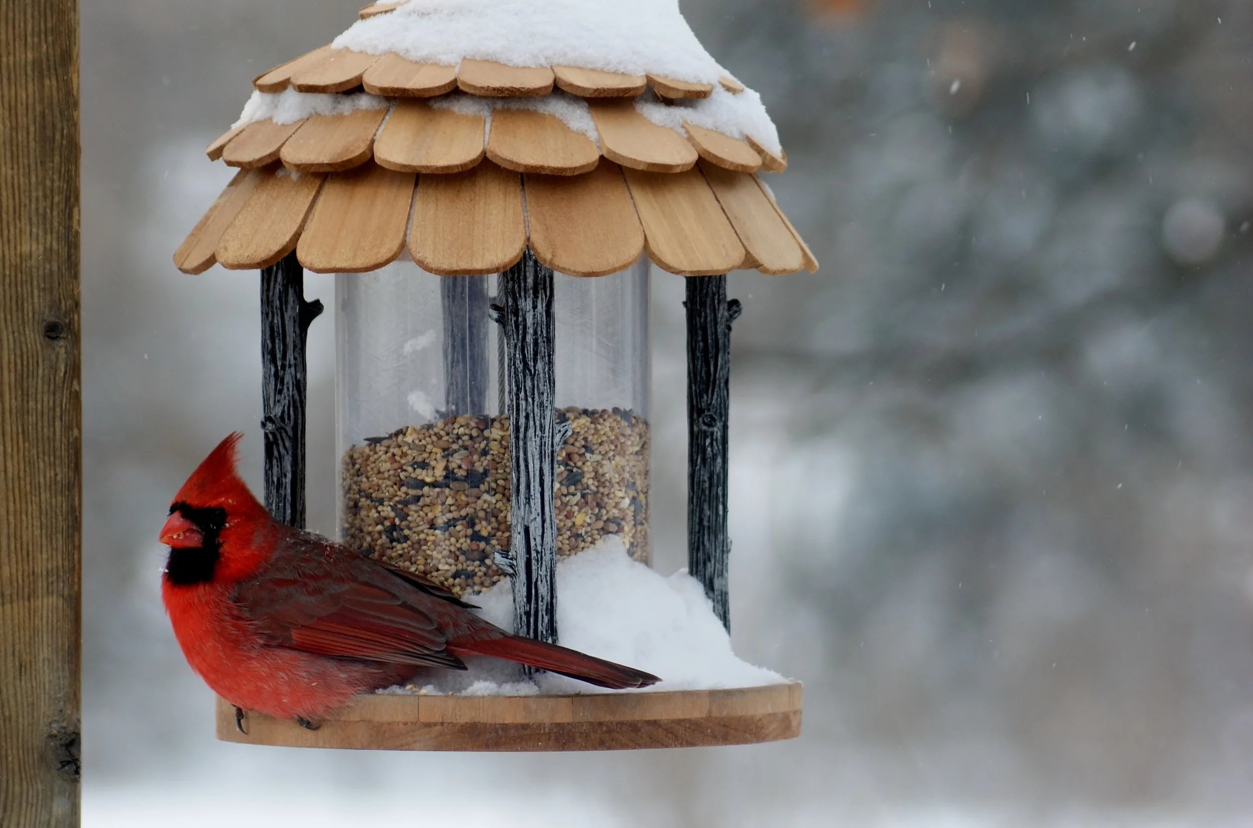 Snow Day Cardinal Landscape