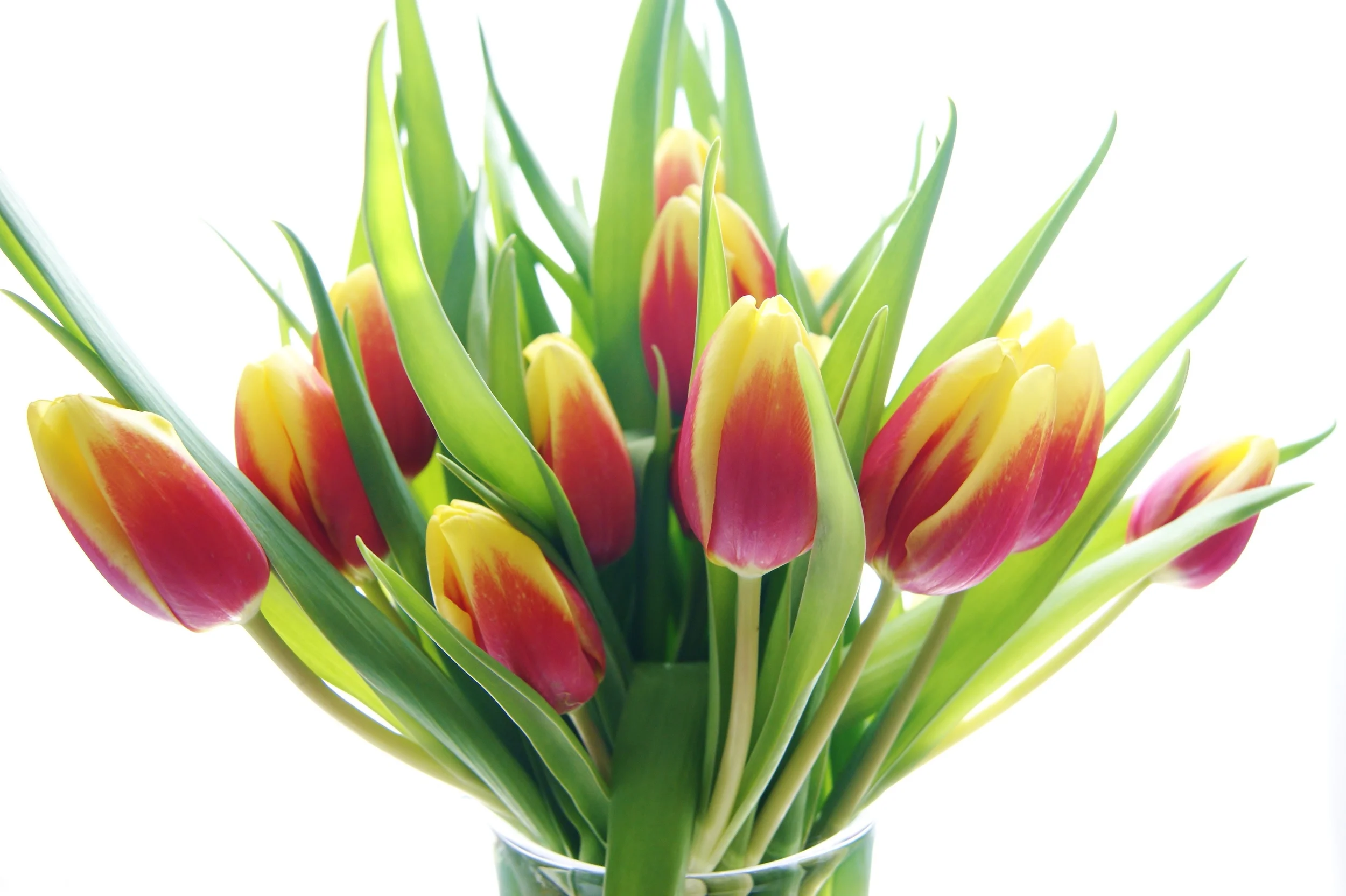 Tulips #1
