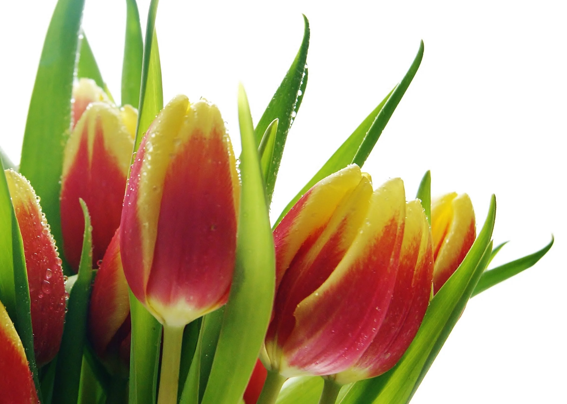 Tulips Dewdrops Landscape