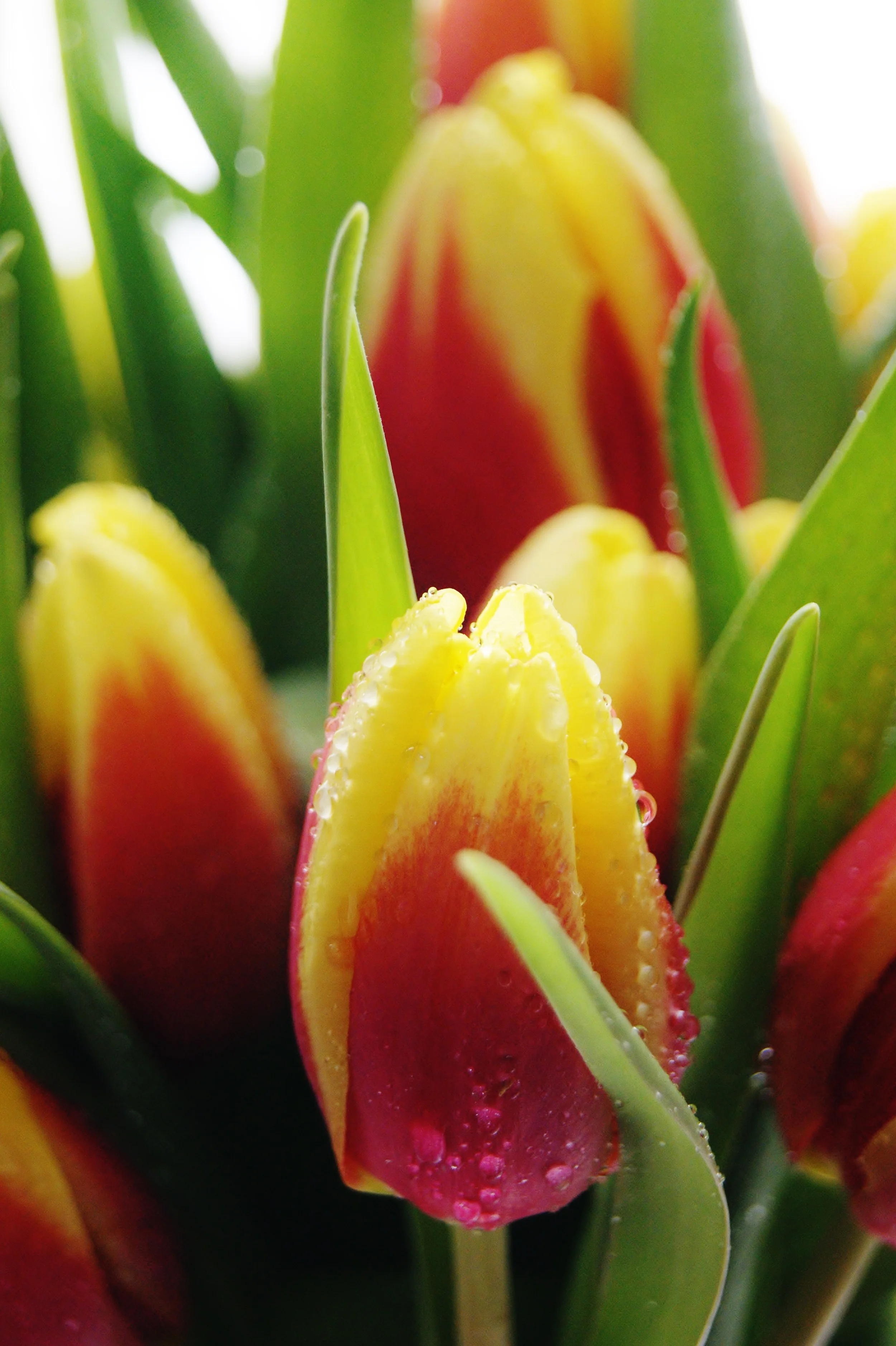 Tulips Bokeh Portrait 2