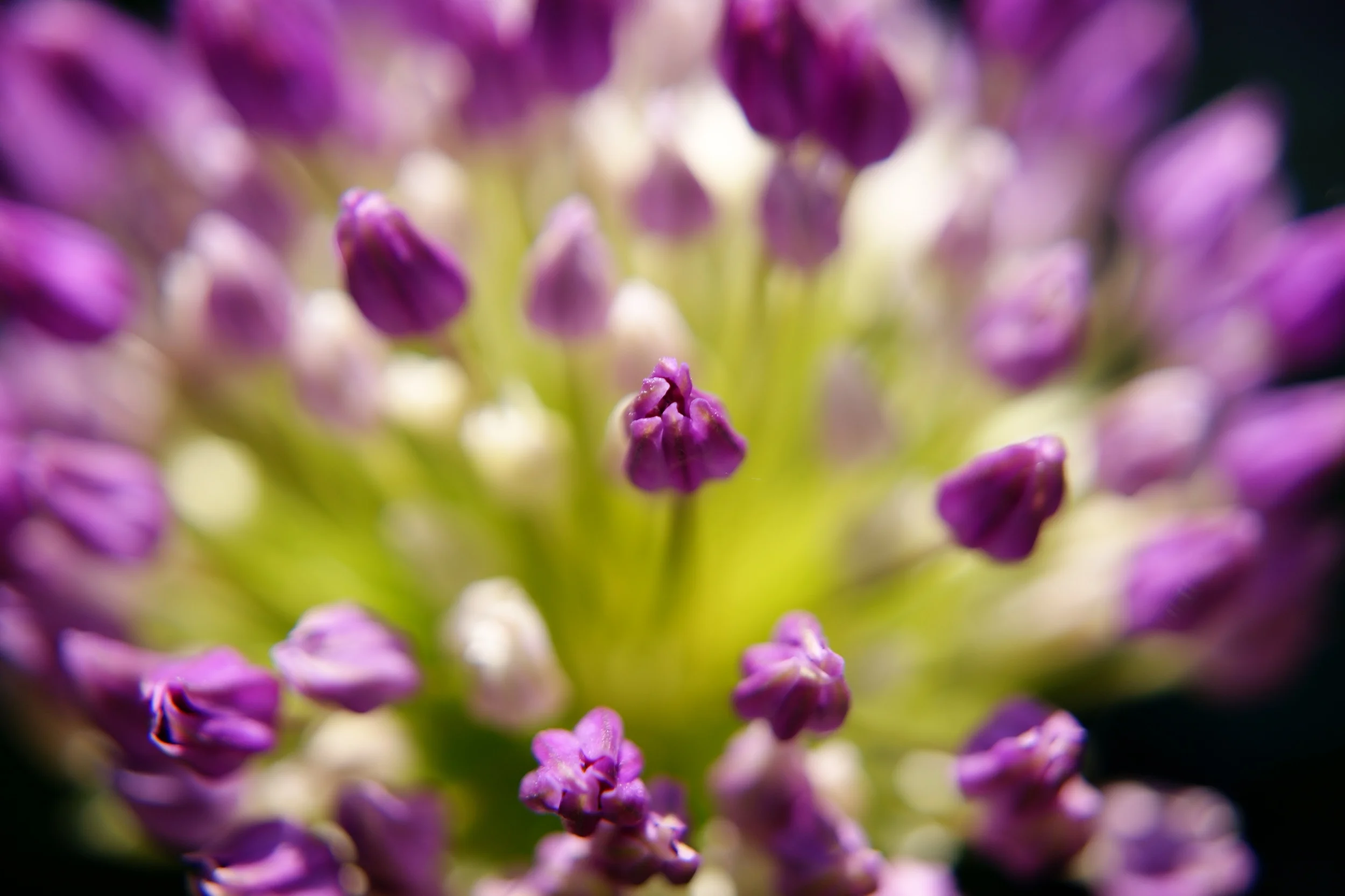 Purple Bokeh.