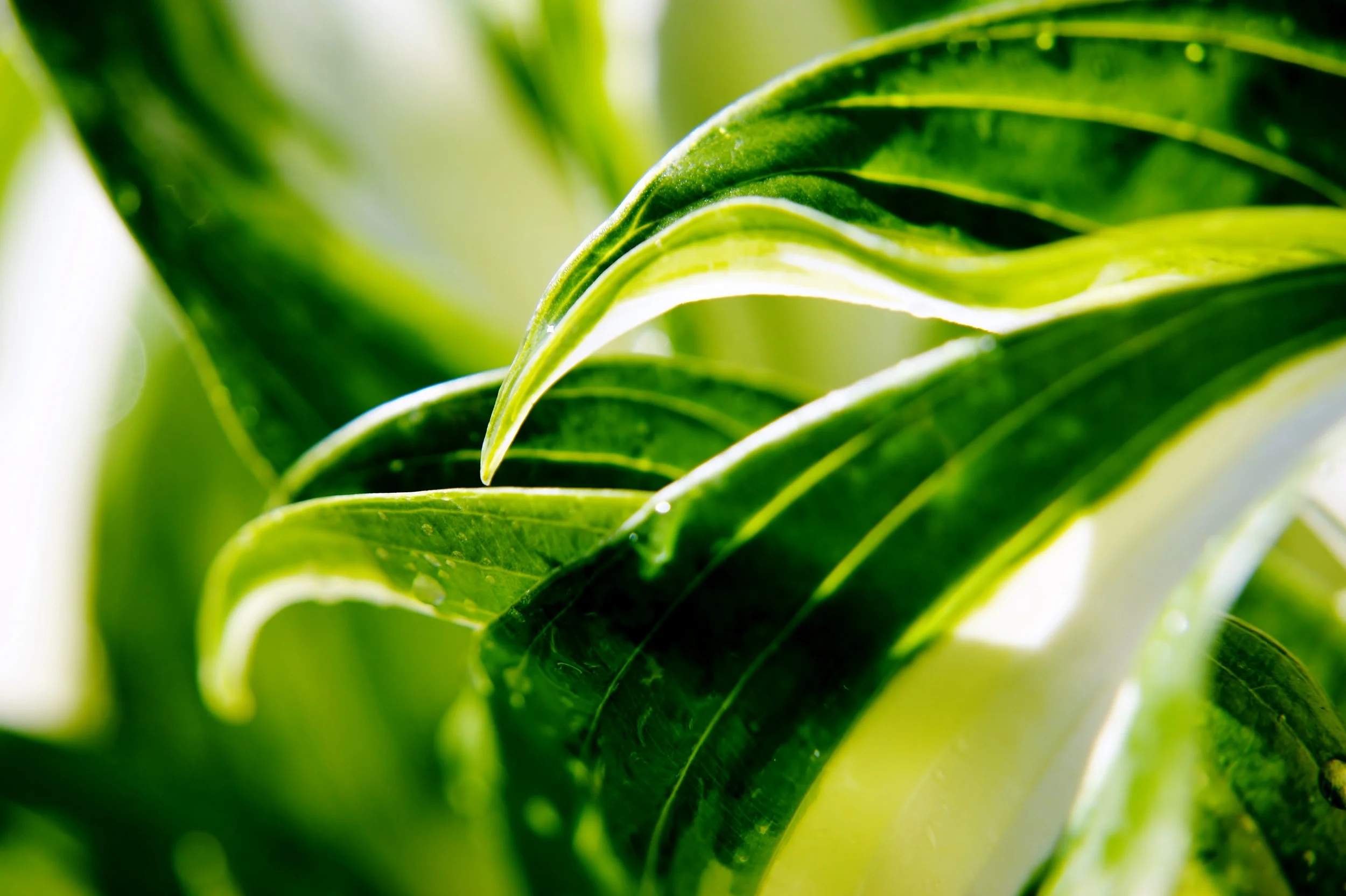 Hosta Leaves.