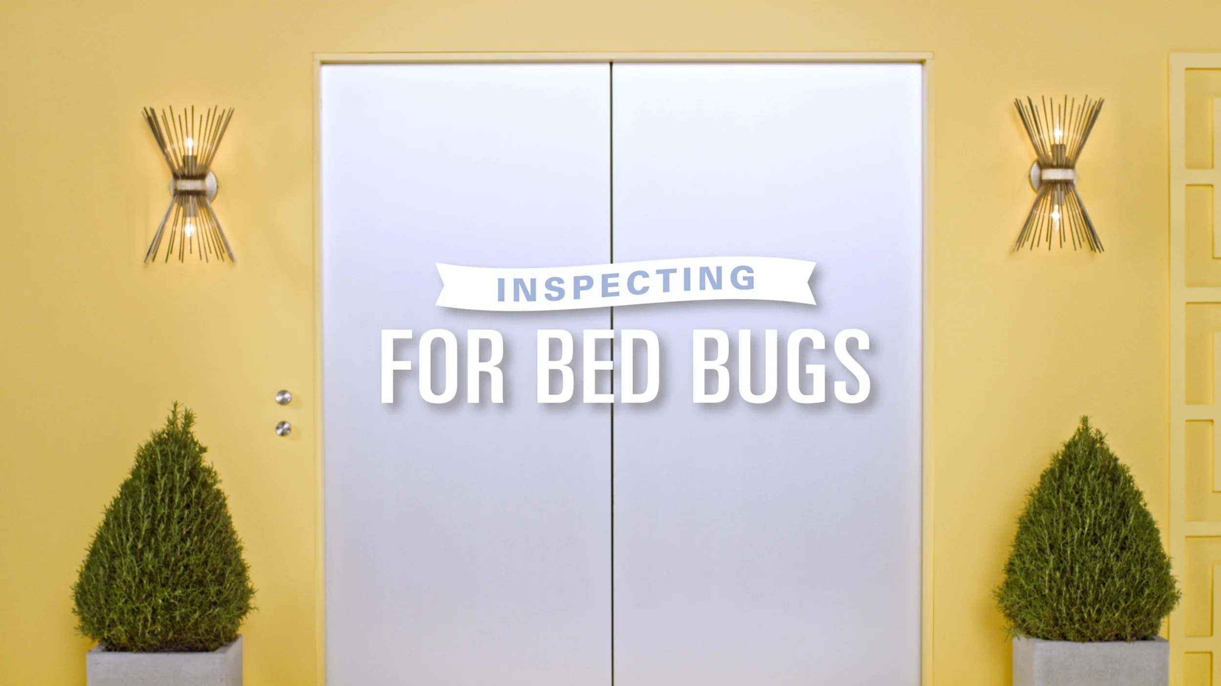 Bed_Bugs_002.jpg