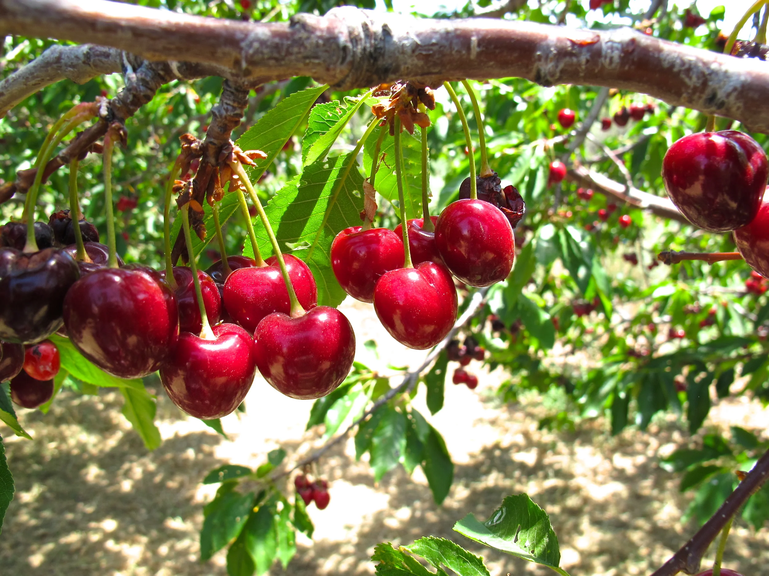 Leona Valley Cherries — Tasting Page
