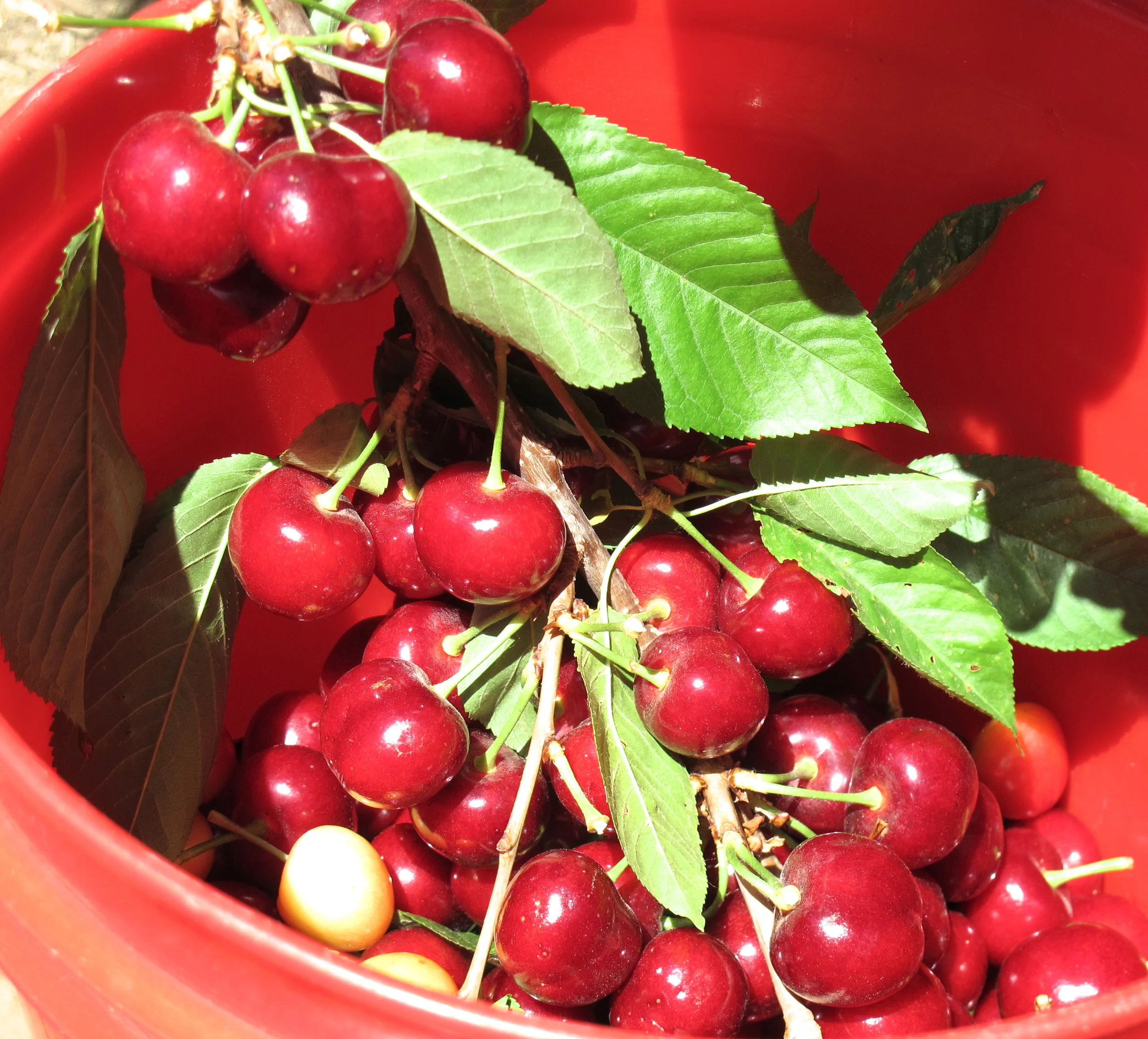 Leona Valley Cherries — Tasting Page