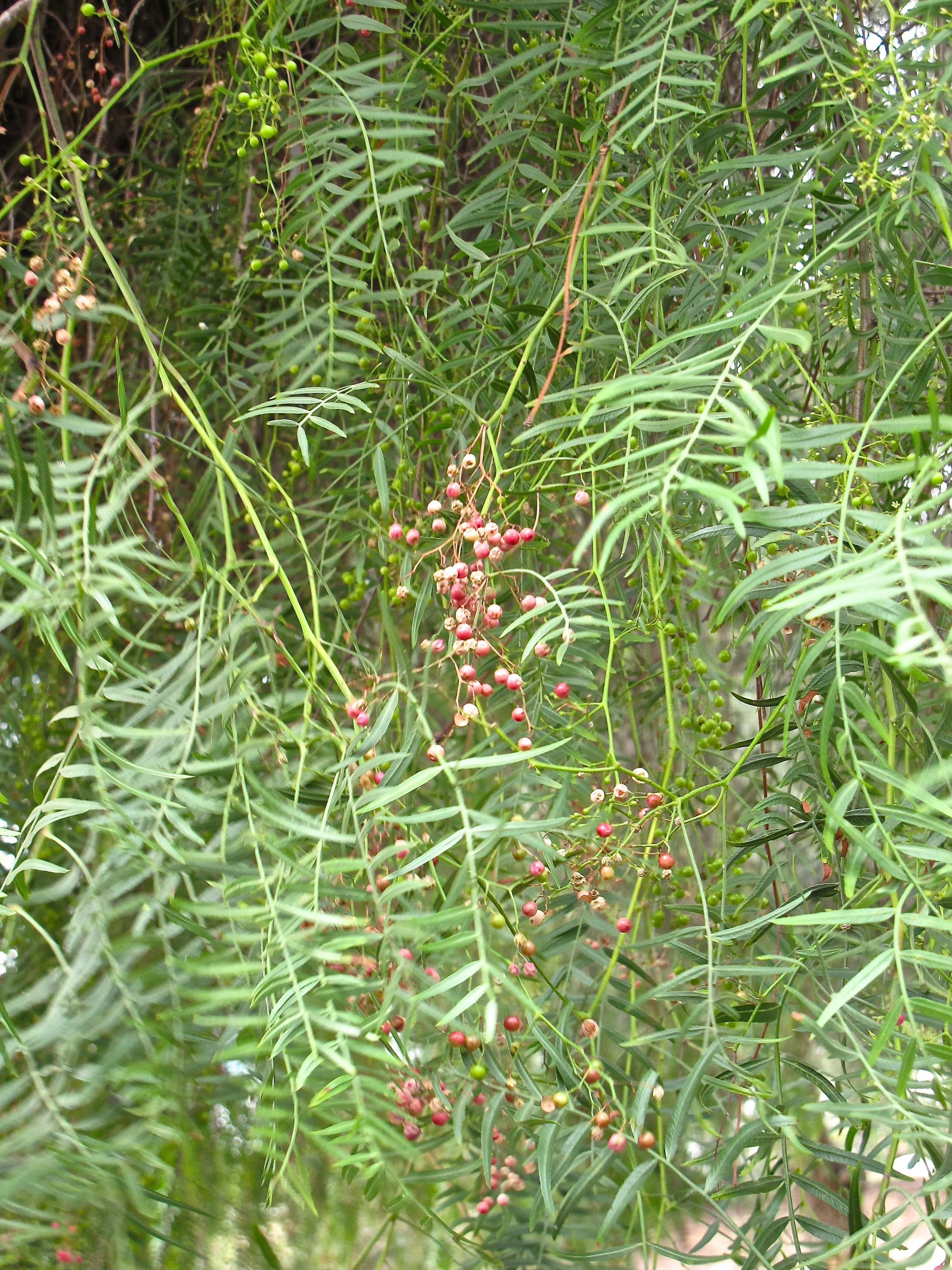 IMG_3306.jpg