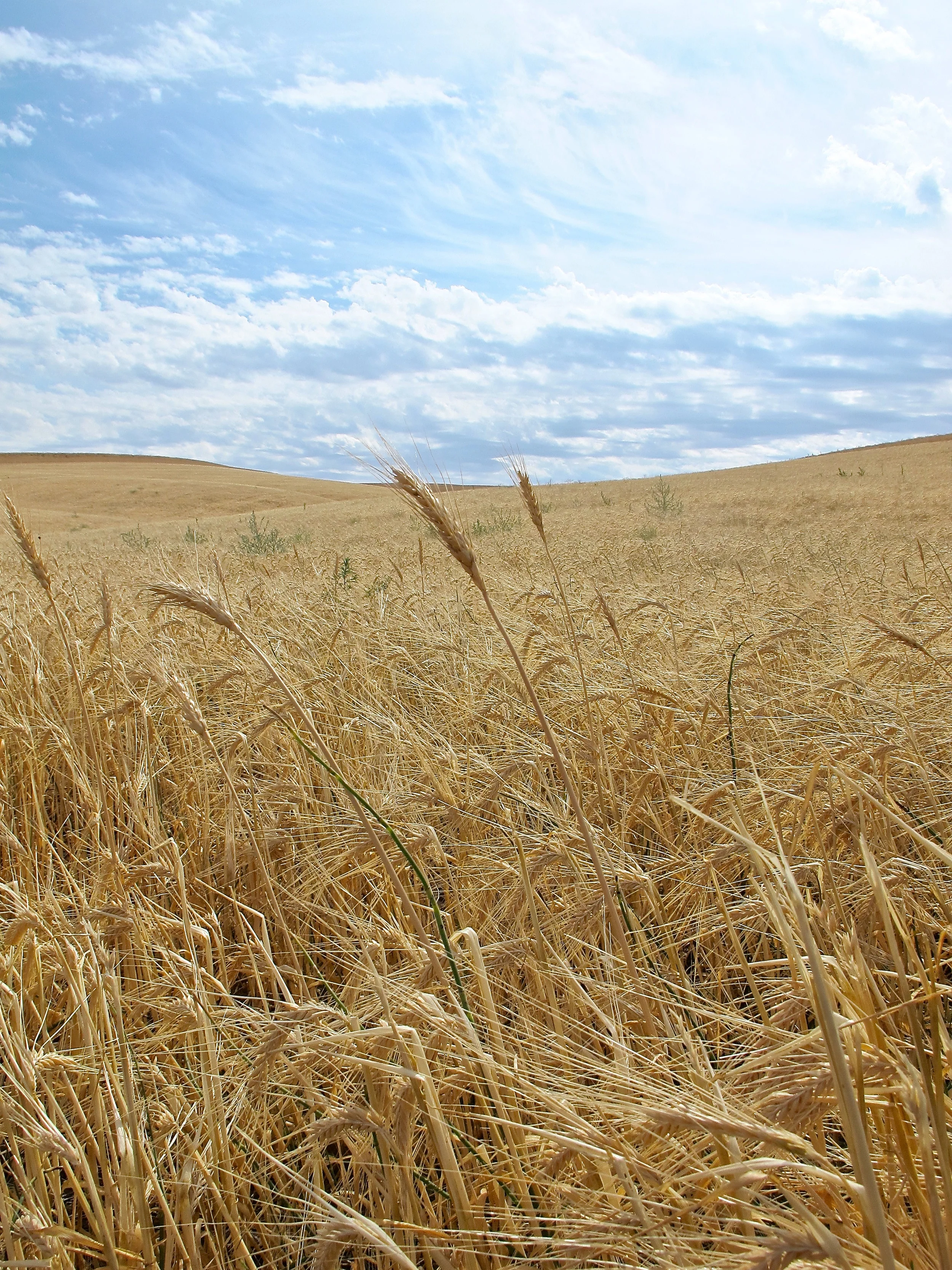 Farm Life: Part 1, Wheat Harvest