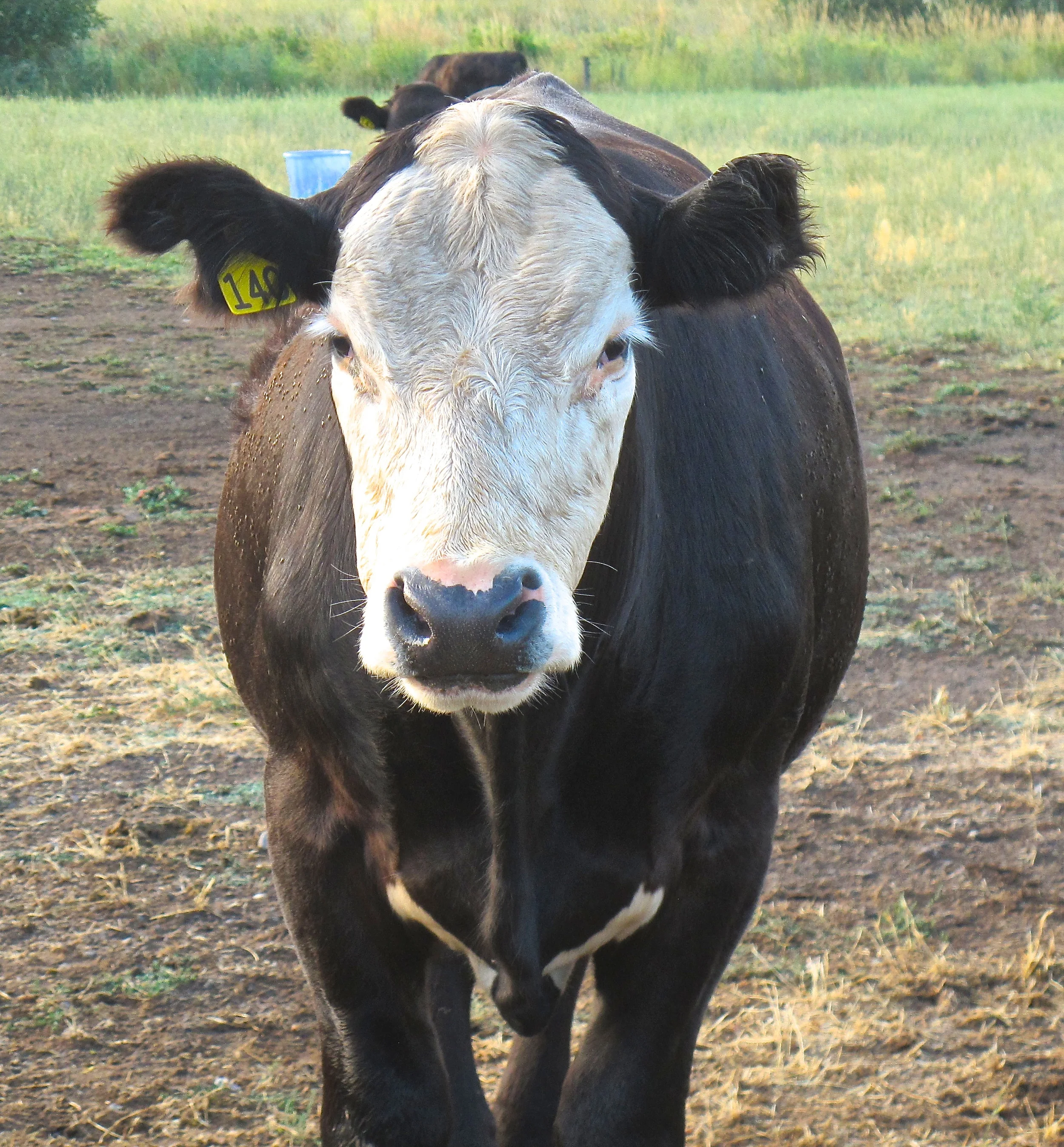 Farm Life: Part 2, The Family Homestead