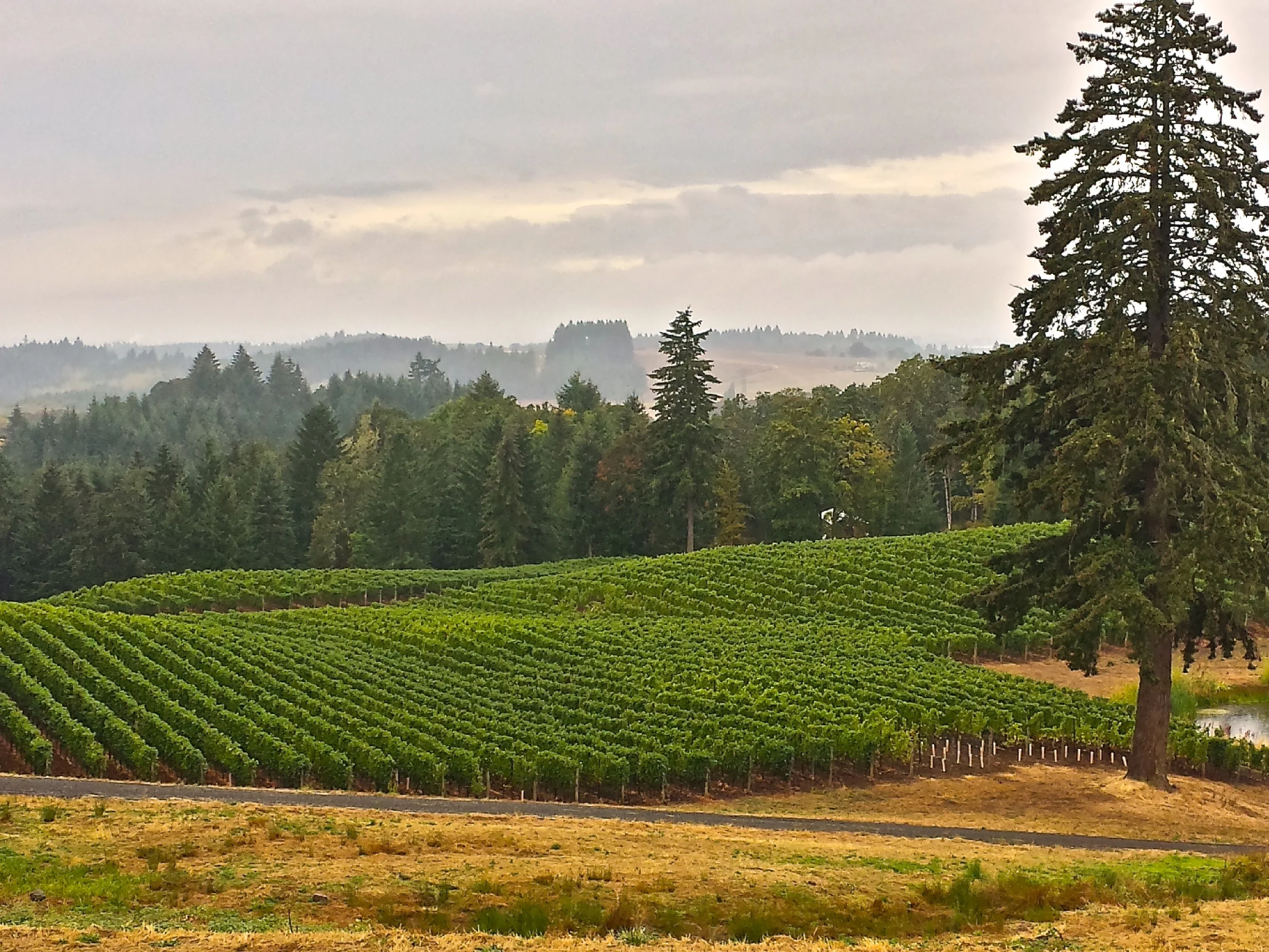 Willamette Valley, Oregon Wine Tasting