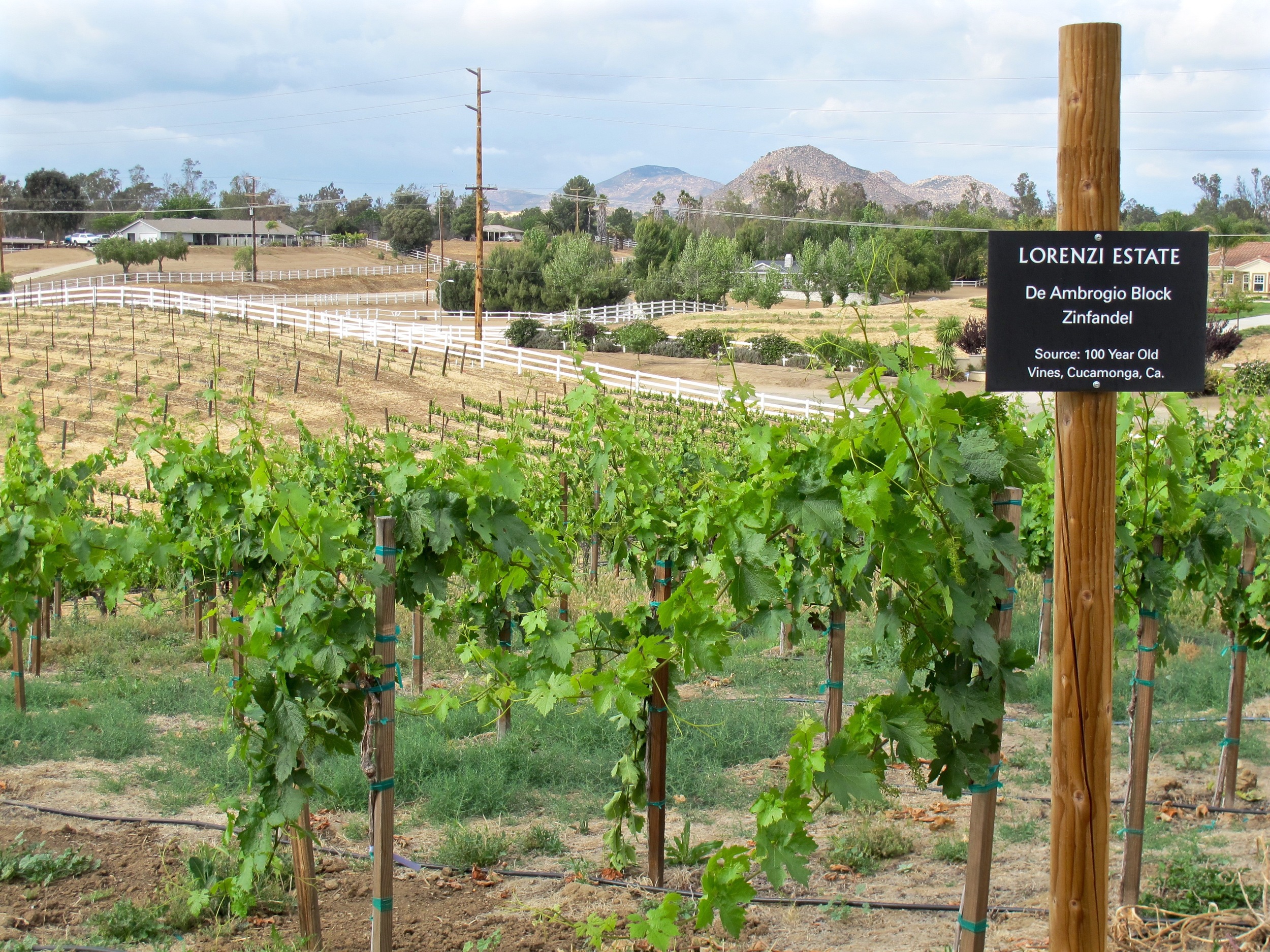 Lorenzi Vineyards Temecula