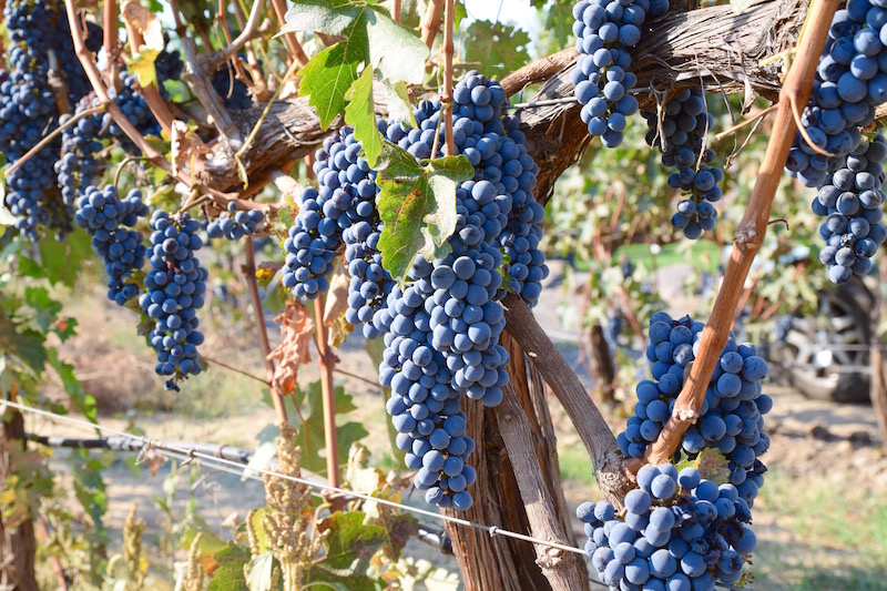 Walla Walla grapes