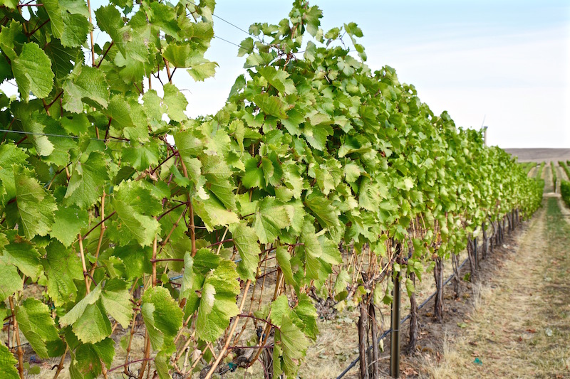 Walla Walla Vines