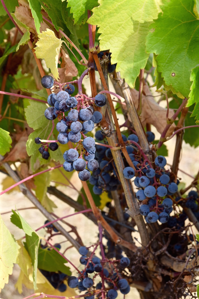 Walla Walla wine grapes.jpg