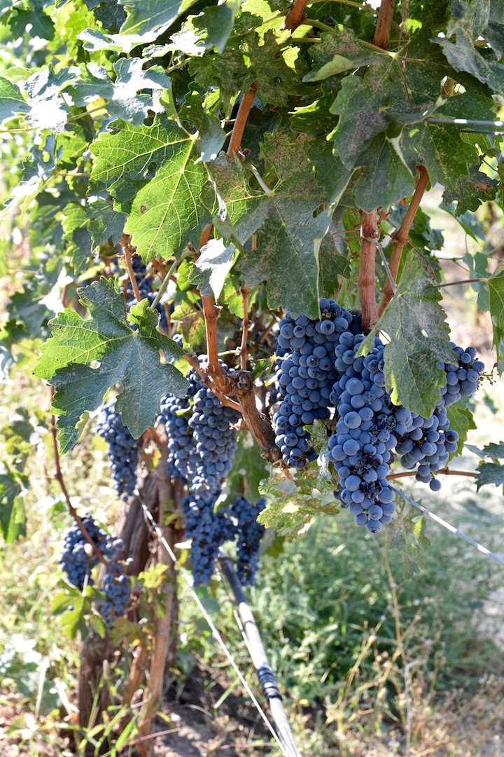 Wine grapes WA.jpg