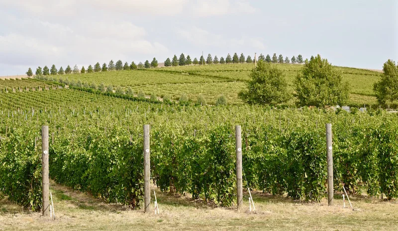 Walla Walla Wine Tasting