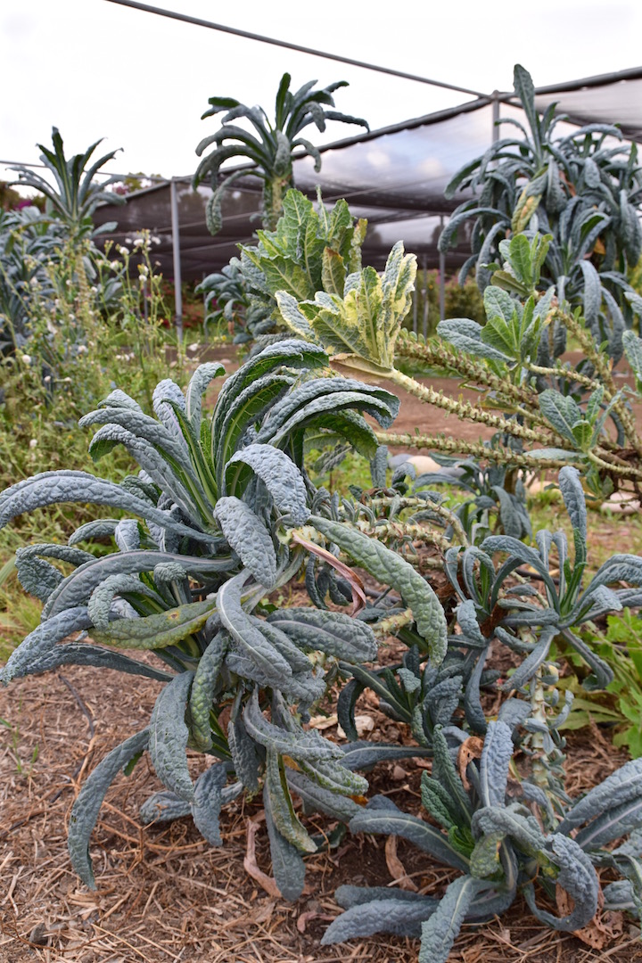 Growing Experience kale