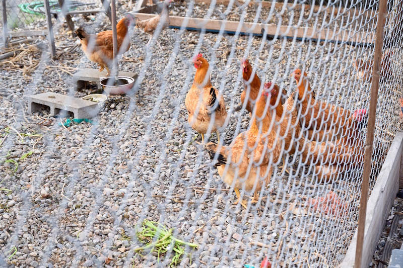 Growing Experience chickens