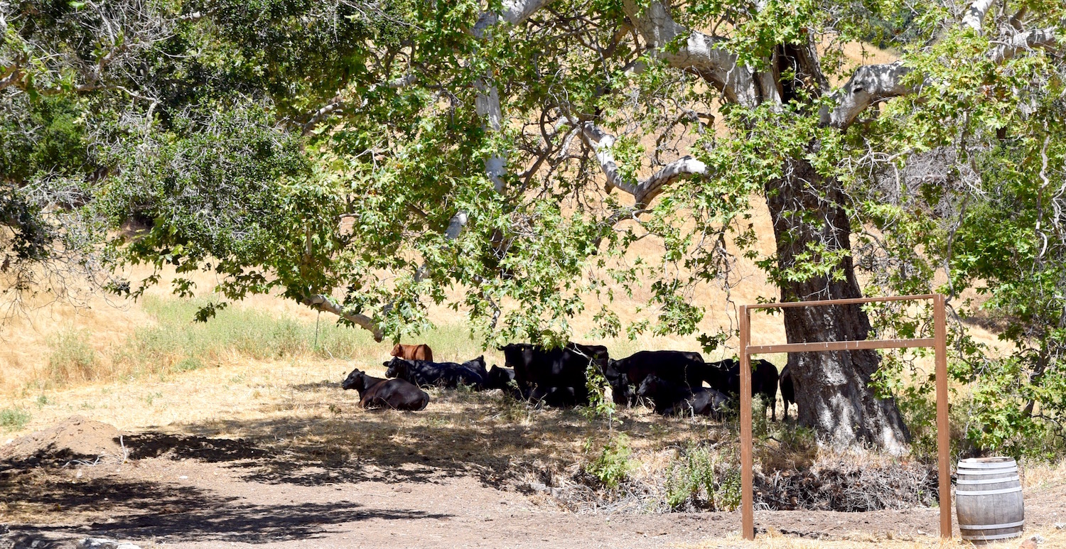 Filipponi Ranch cows.jpg