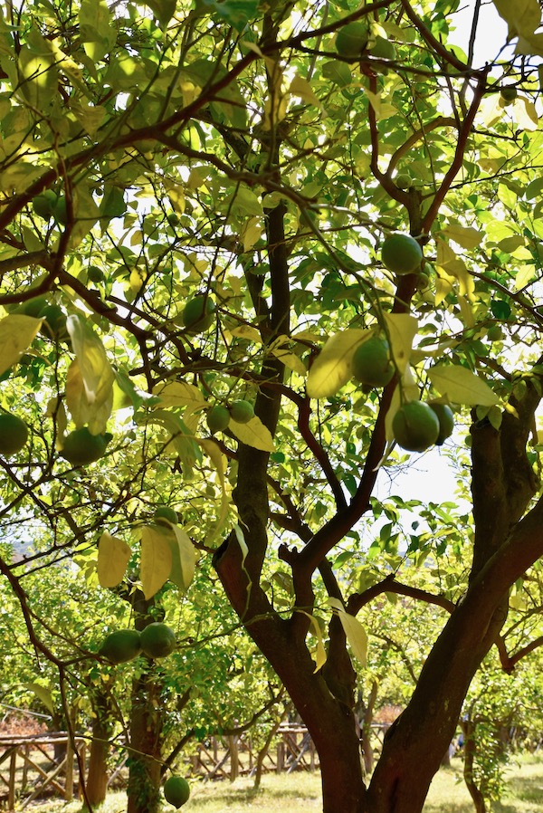 Sorrento lemon trees.jpg