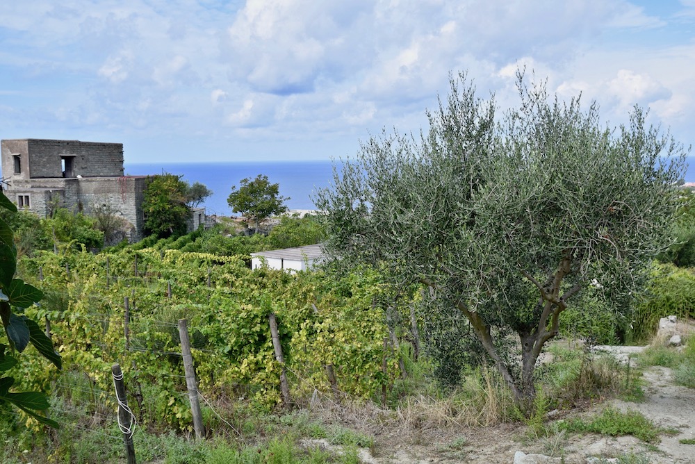 Ischia vineyards.jpg