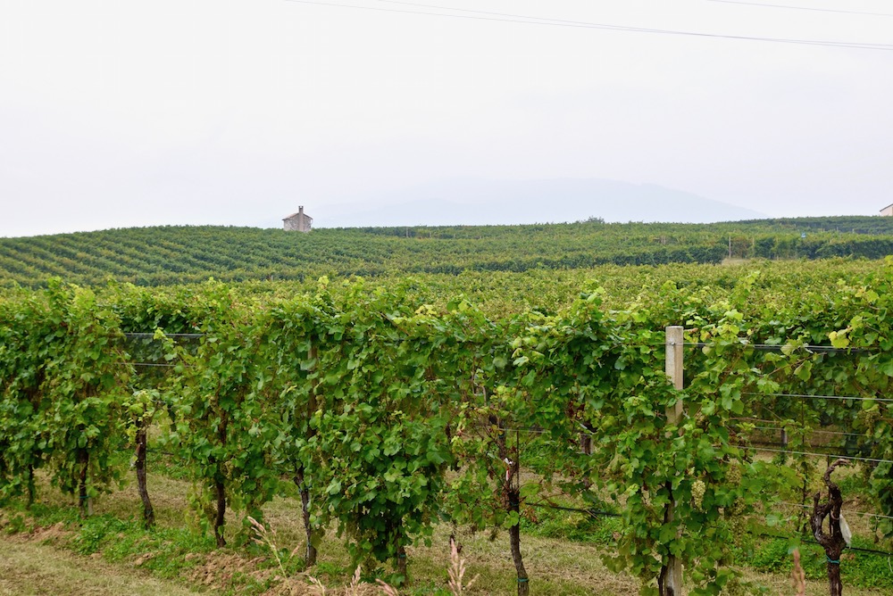 Prosecco vineyards.jpg