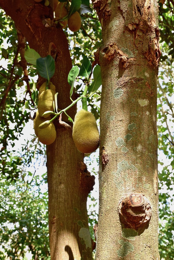 Jackfruit Vinales.jpg