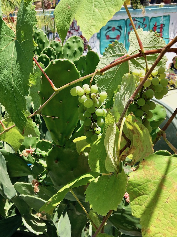 Gangsta Gardener grapes.jpg