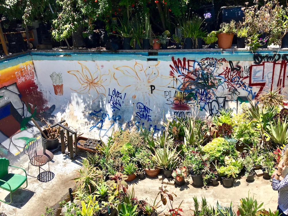 Gangsta Gardener pool yard.jpg