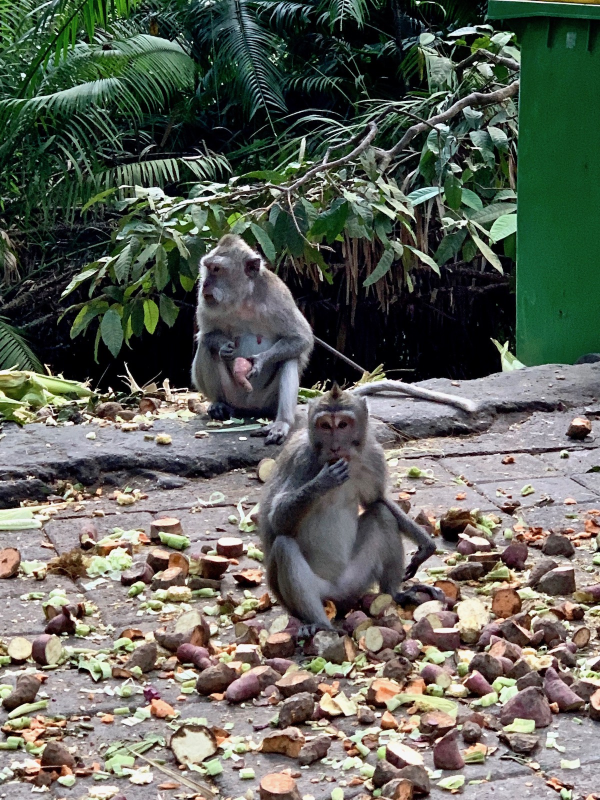 monkeys eating.jpeg