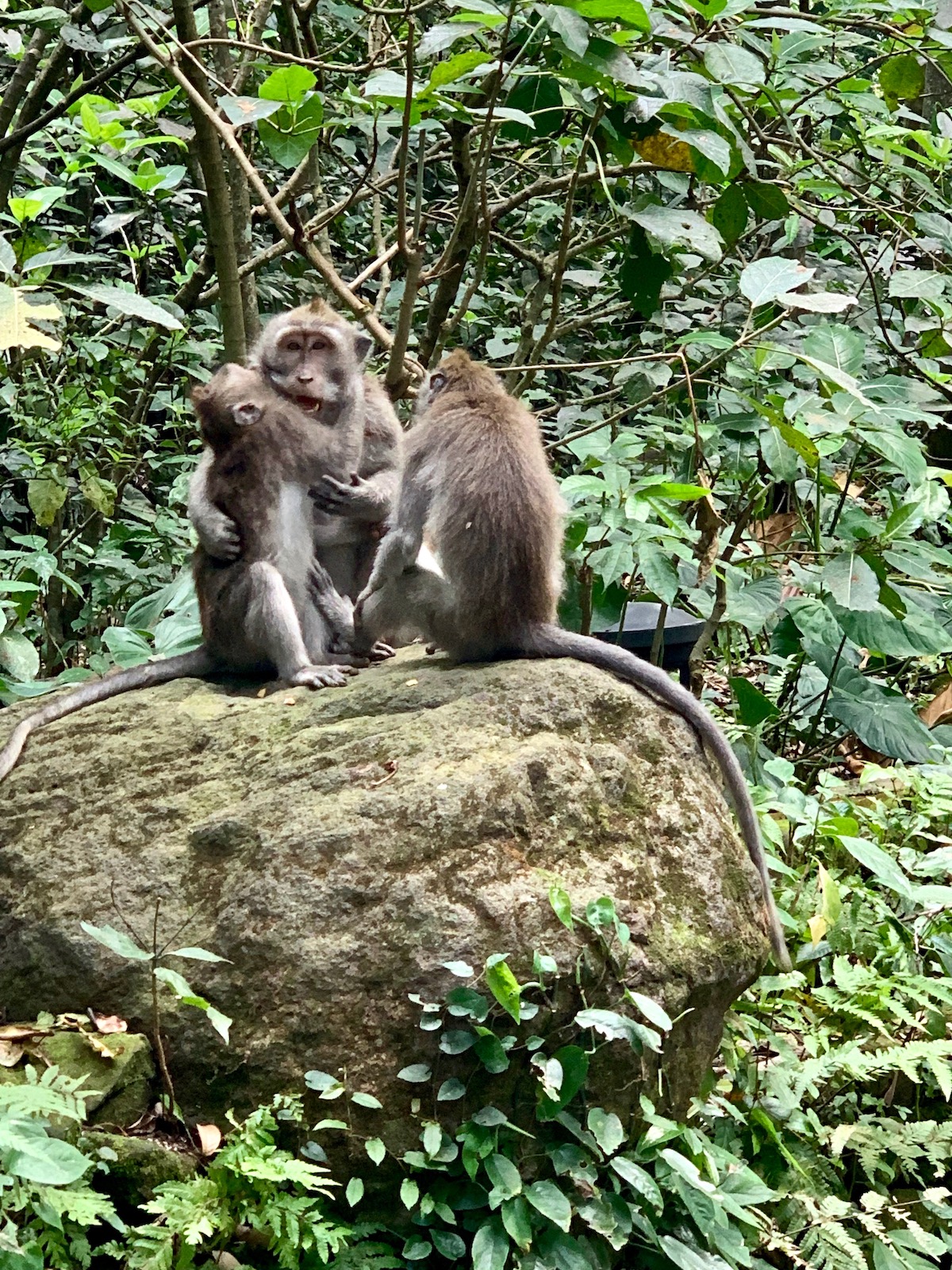 ubud monkey forest.jpeg