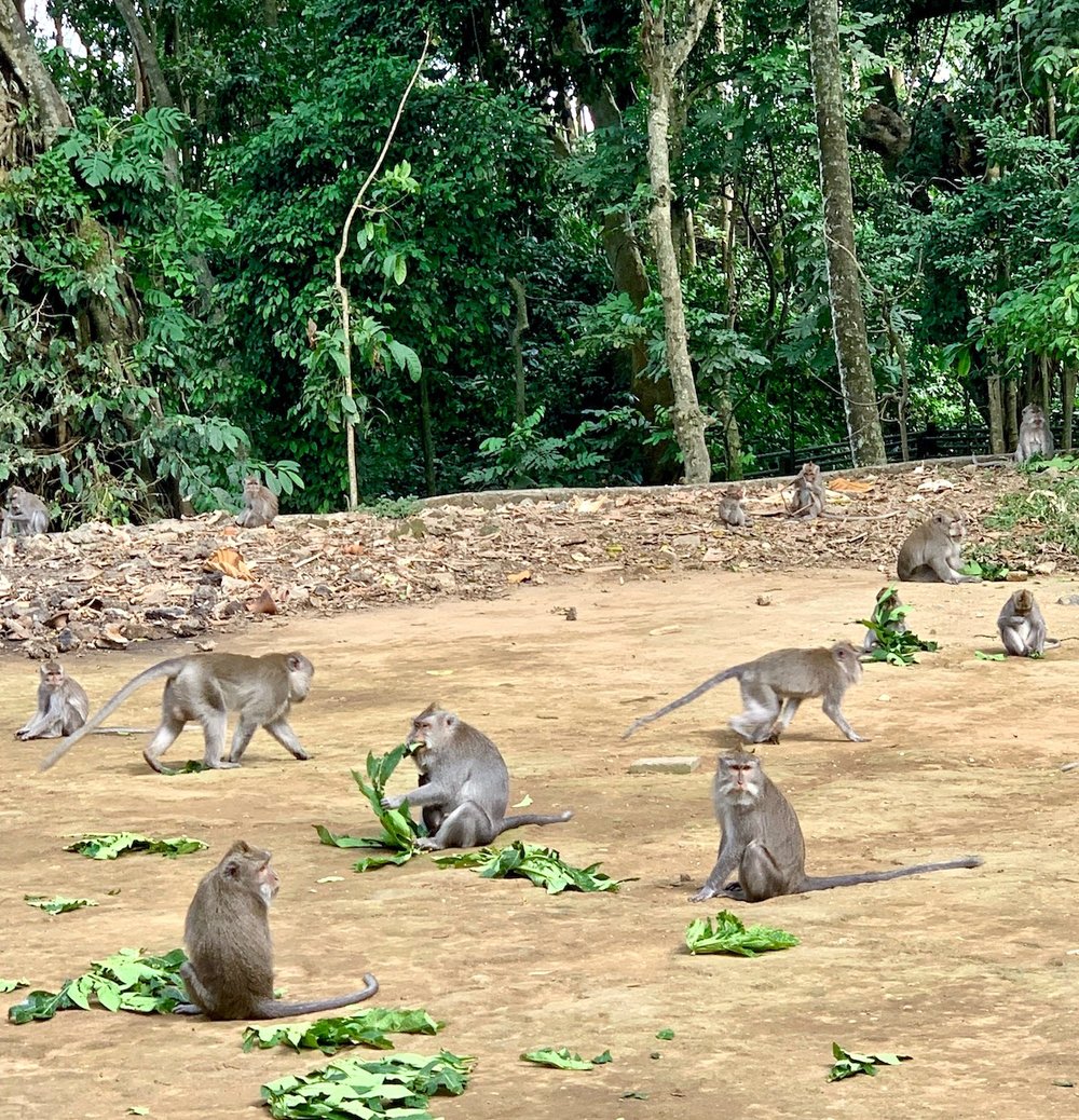 monkey feeding time.jpeg